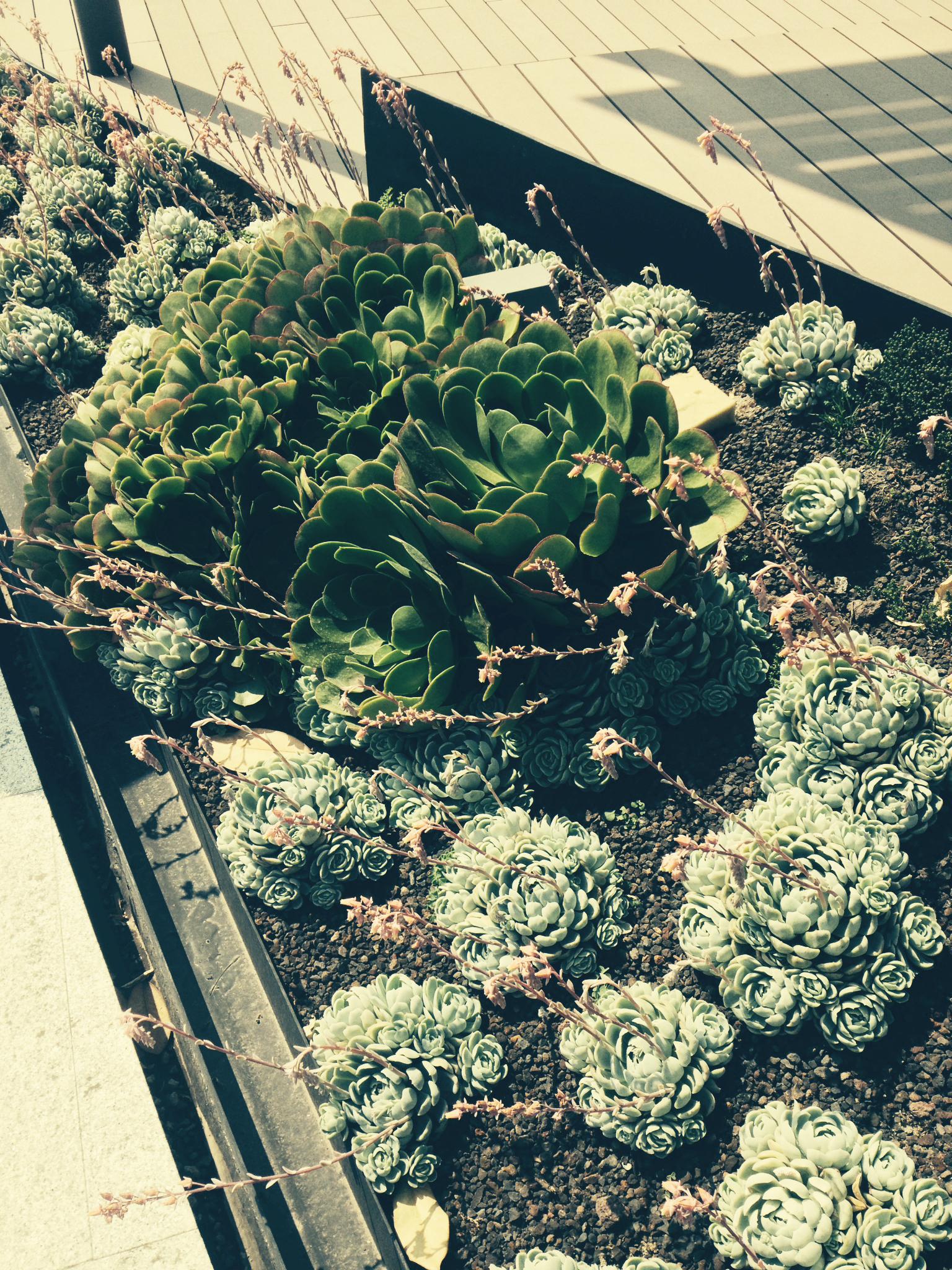 reforma 412 roofgardens - image 13