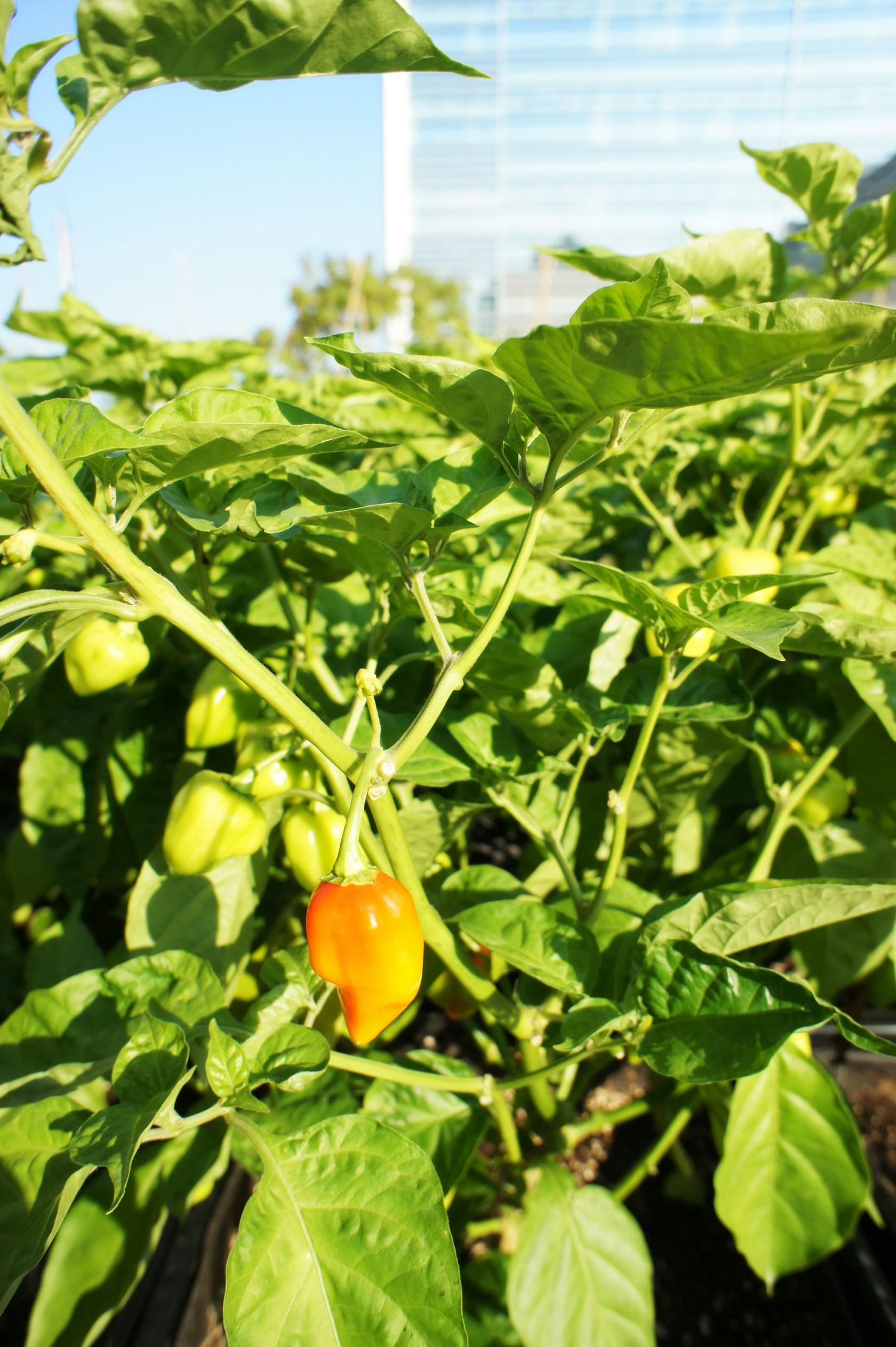 Riverpark Farm - image 14