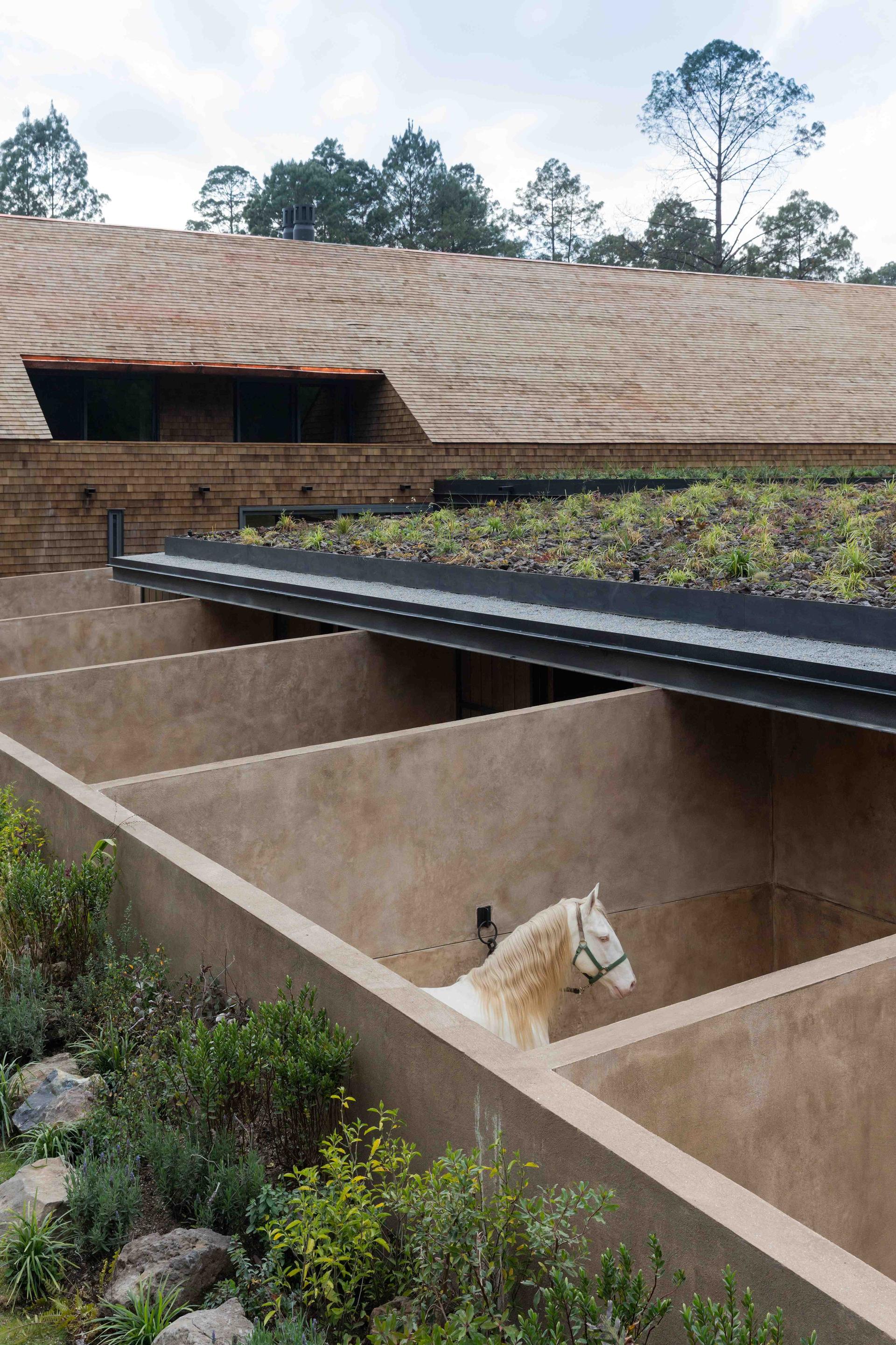 Equestrian Project - image 3