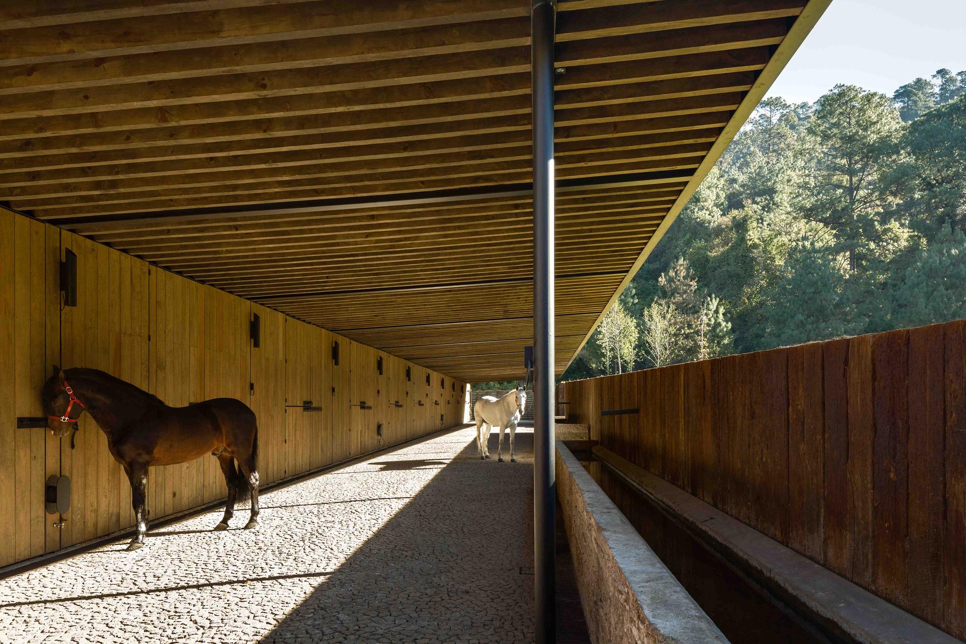 Equestrian Project - image 8