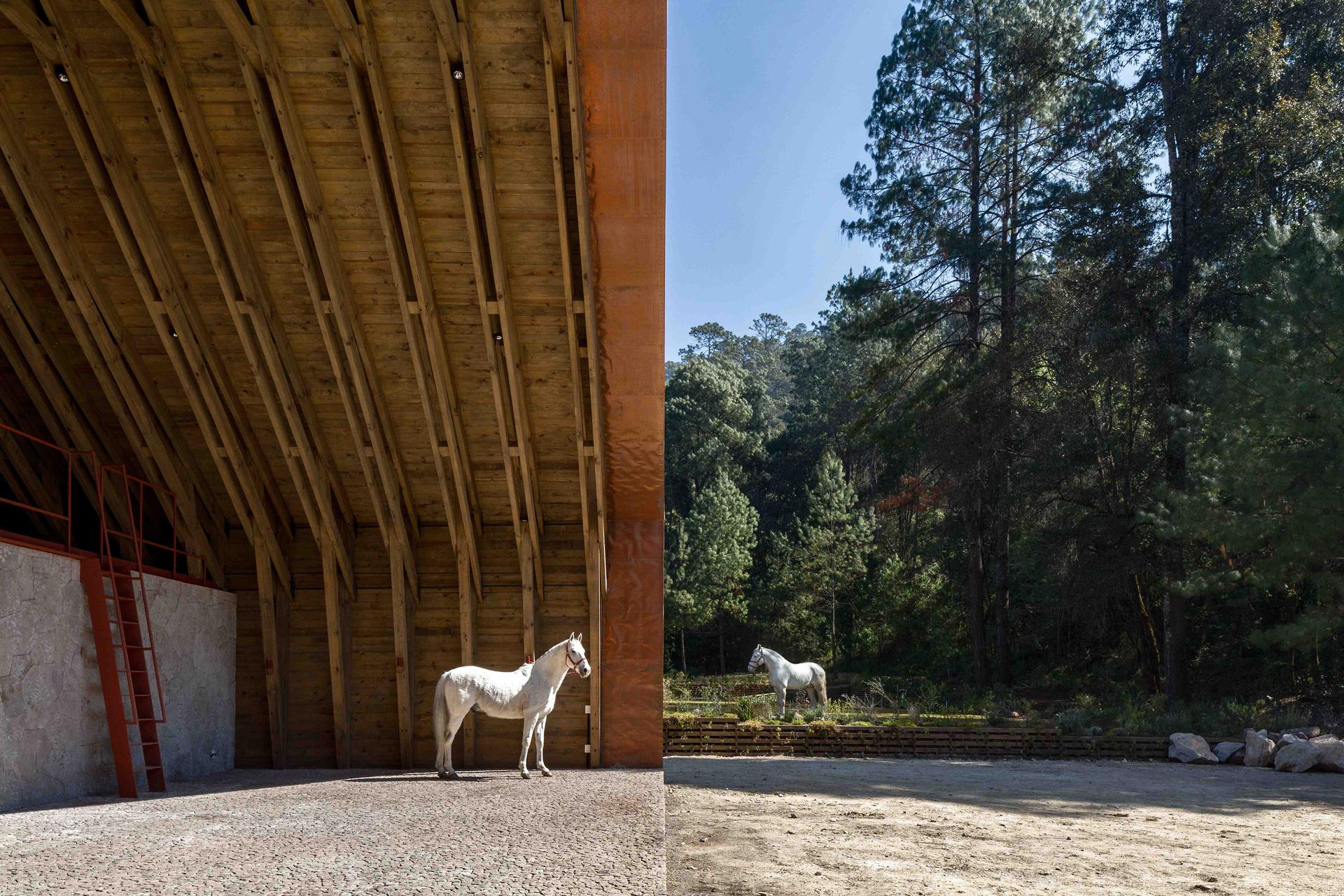 Equestrian Project - image 10