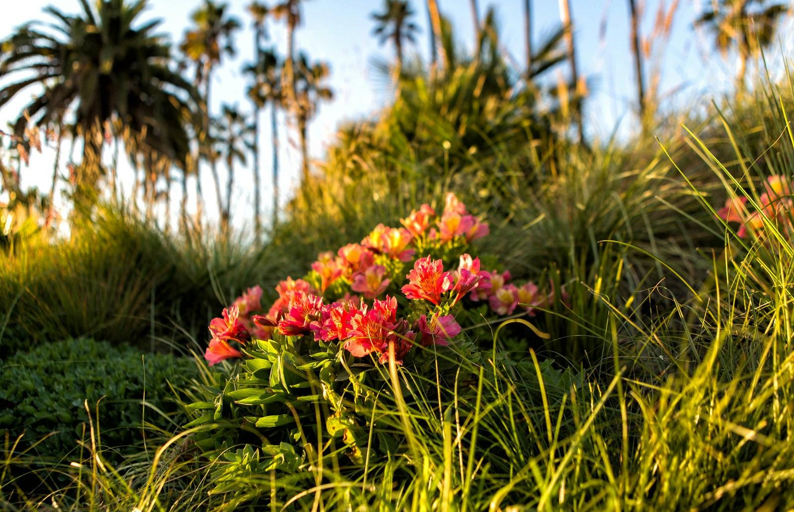 Tongva Park and Ken Genser Square - image 11
