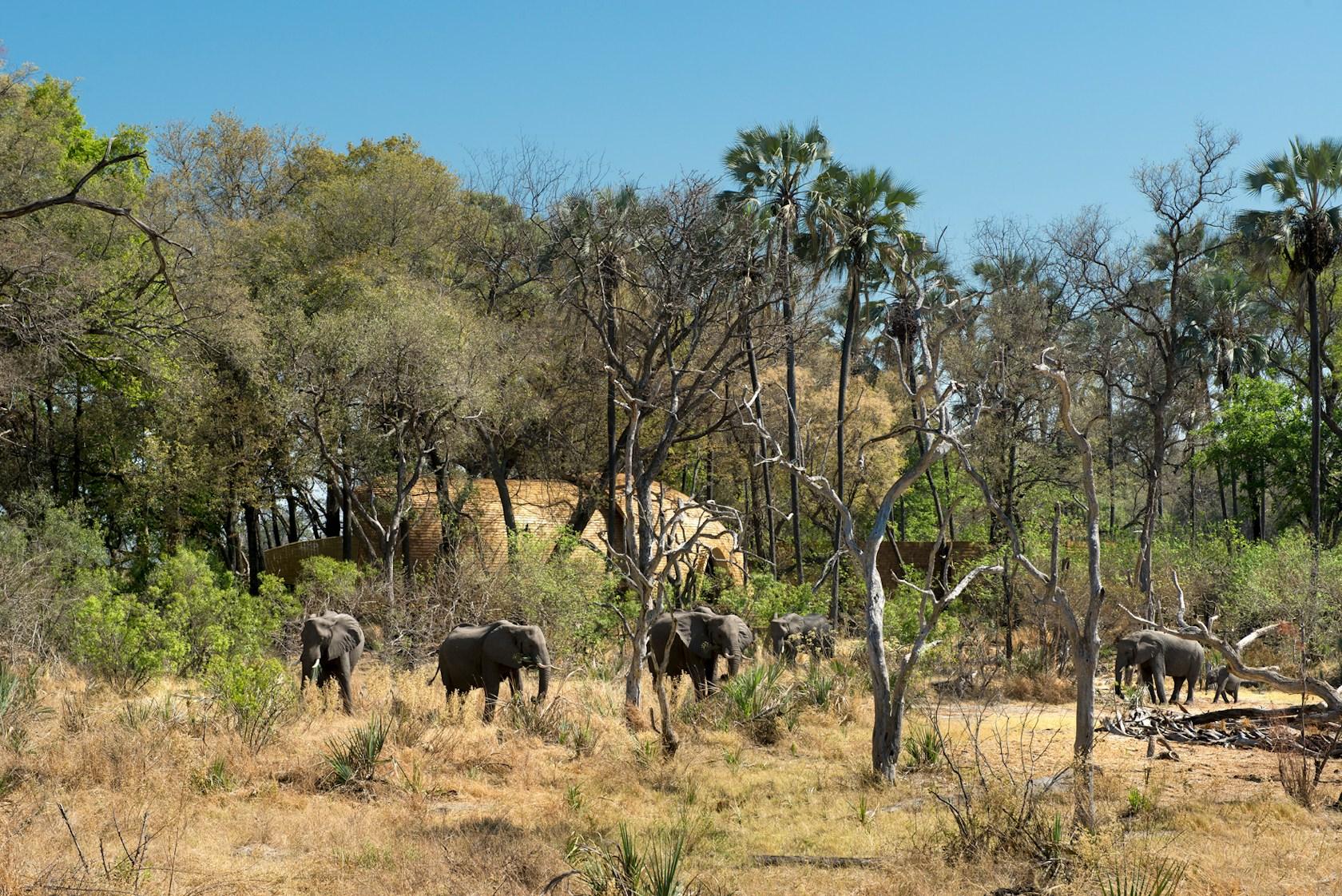 Sandibe Okavango Safari Lodge - image 6