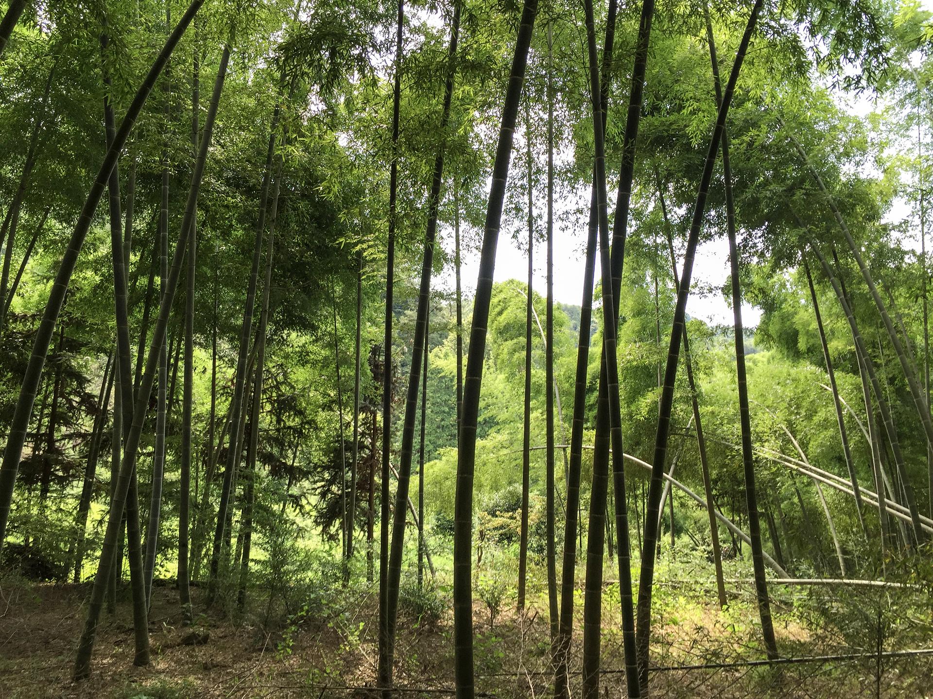 Wuyi Yuansu Hot Spring Resort - image 2