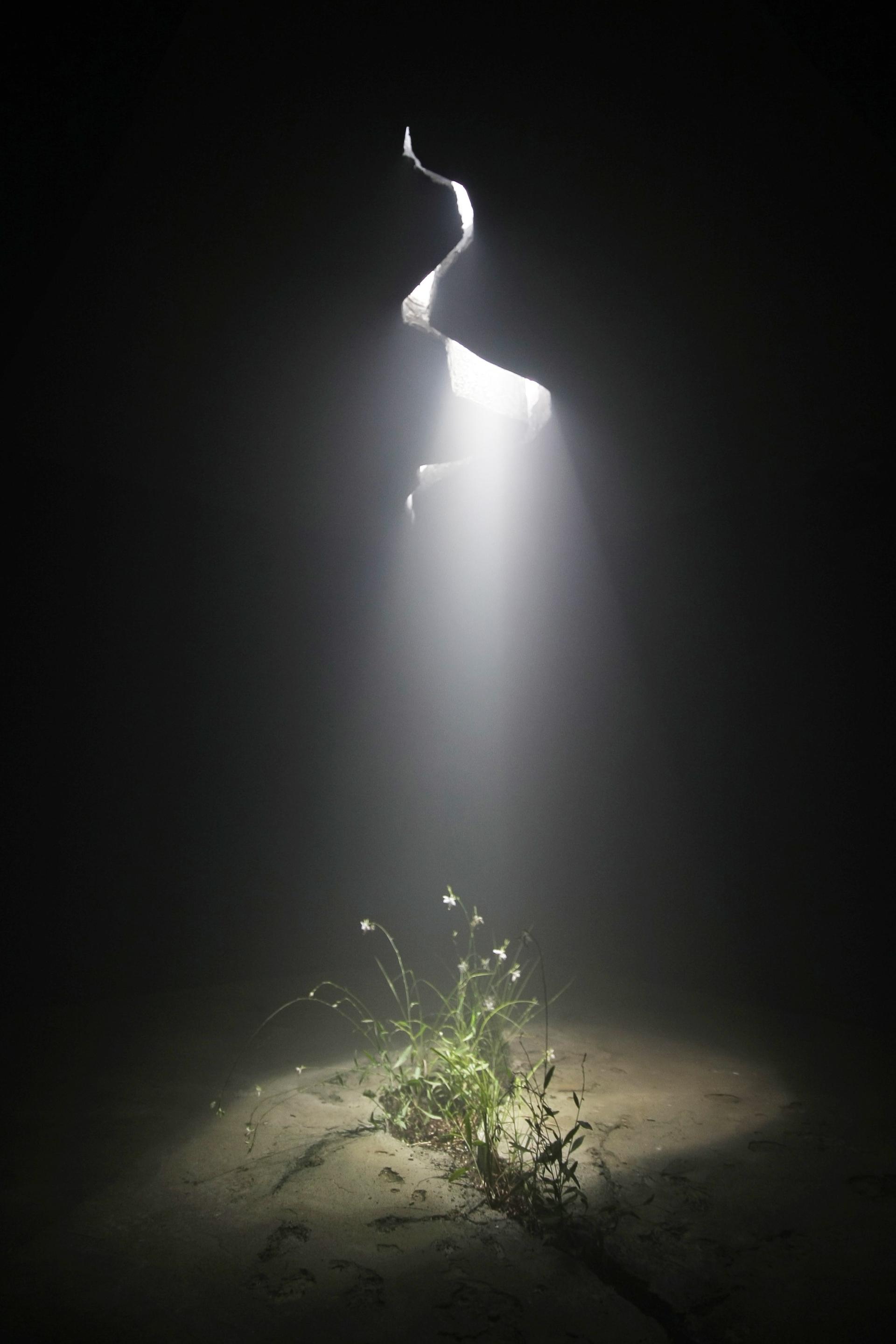Invasive Regeneration - image 2