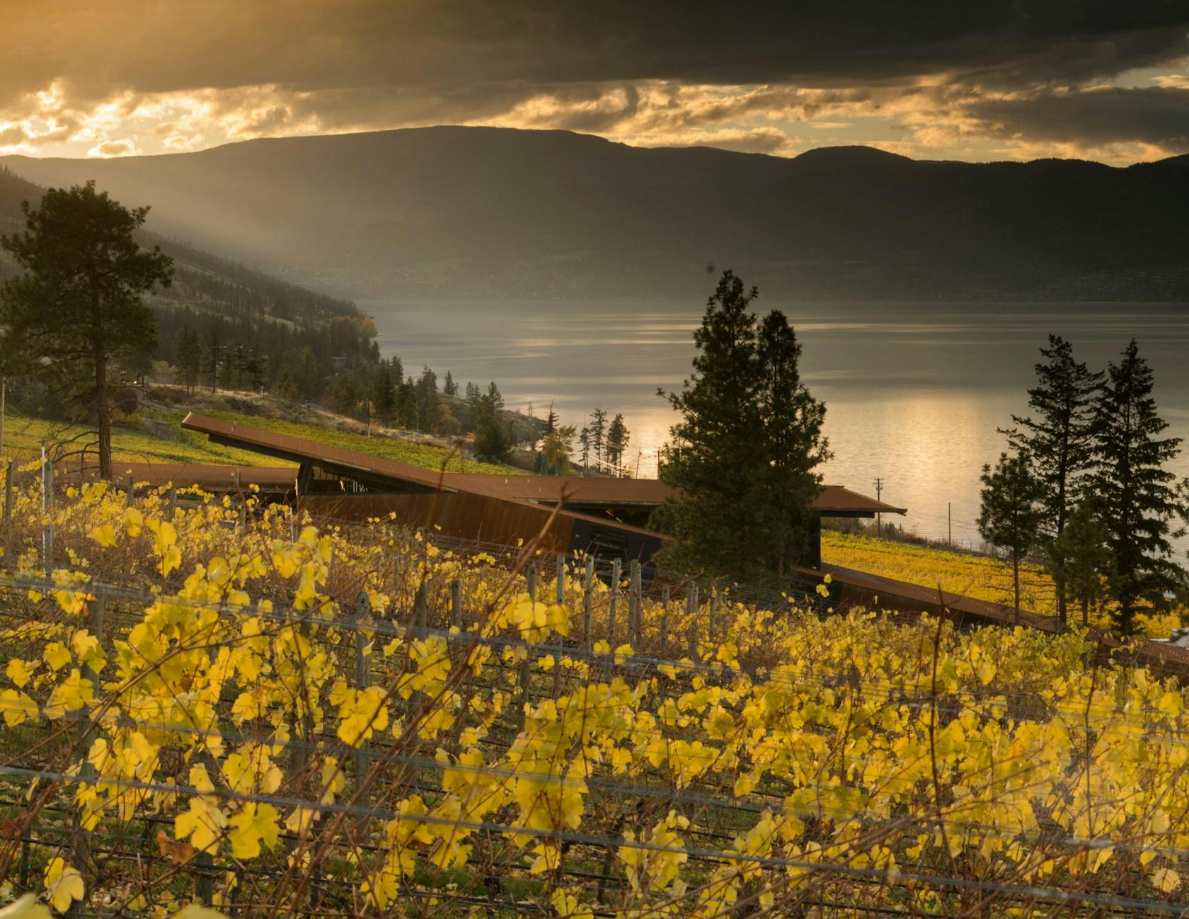 Martin's Lane Winery - image 2