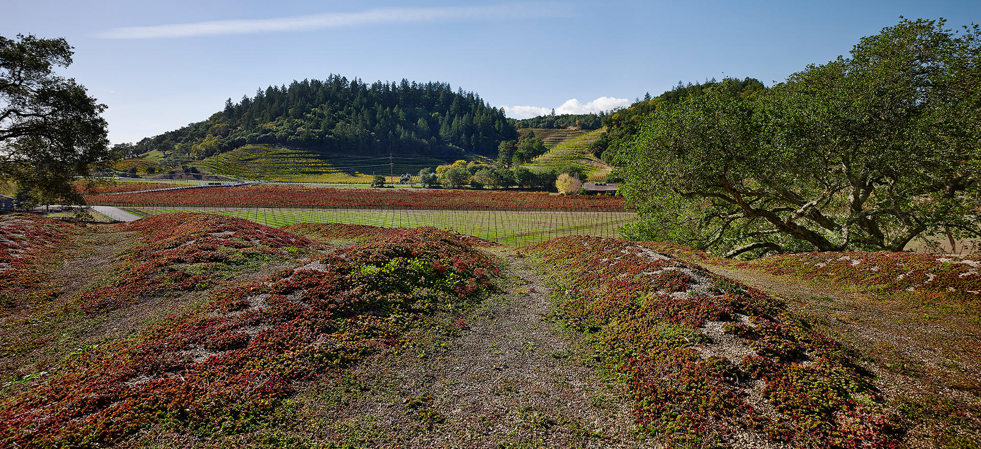 Odette Estate Winery - image 5