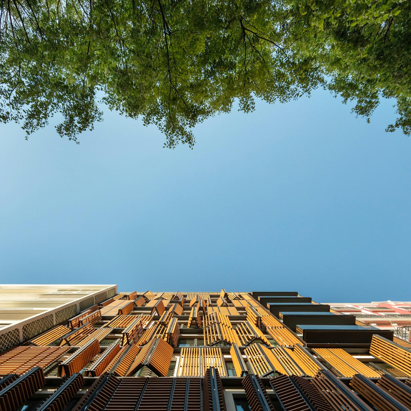 Lisbon Wood - image 5