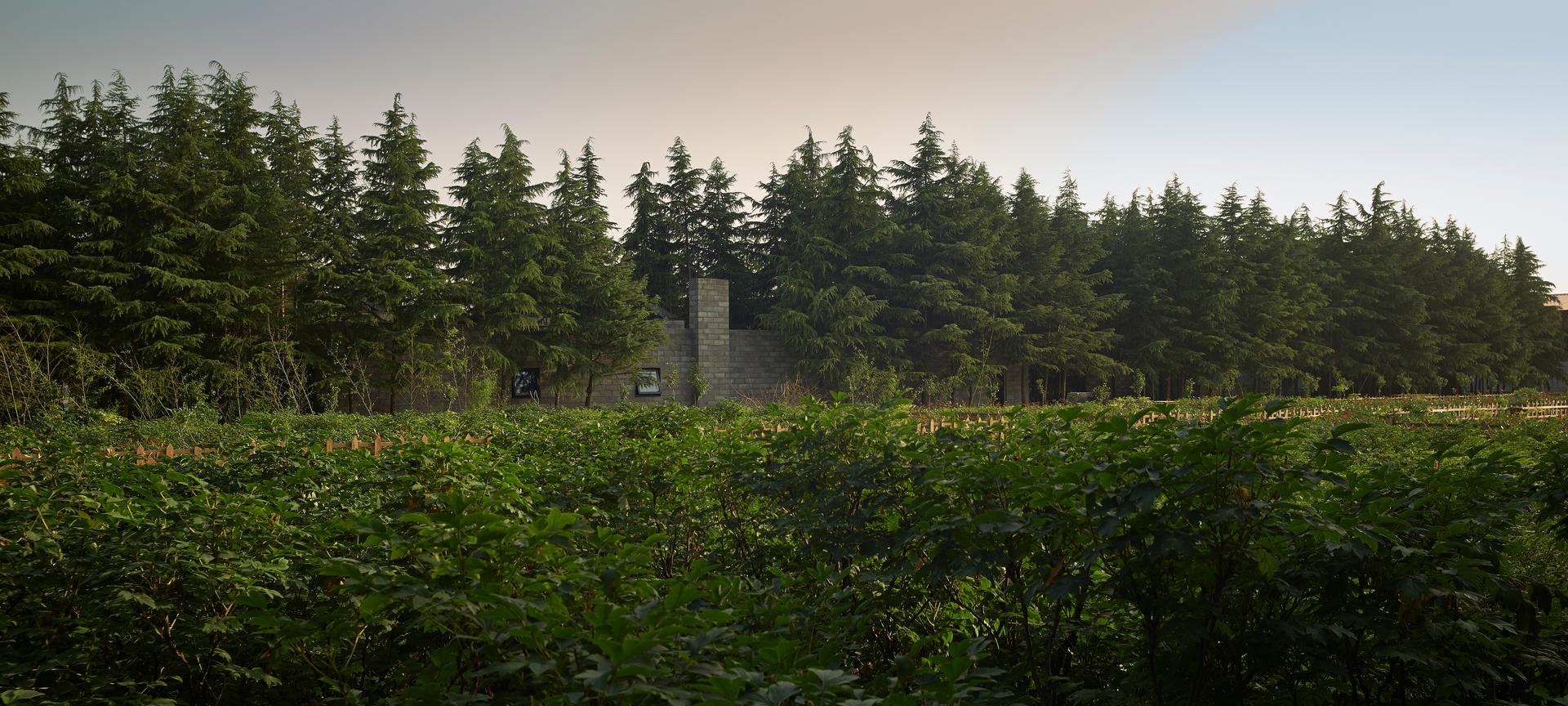 Pavilions in a Peony Garden - image 3