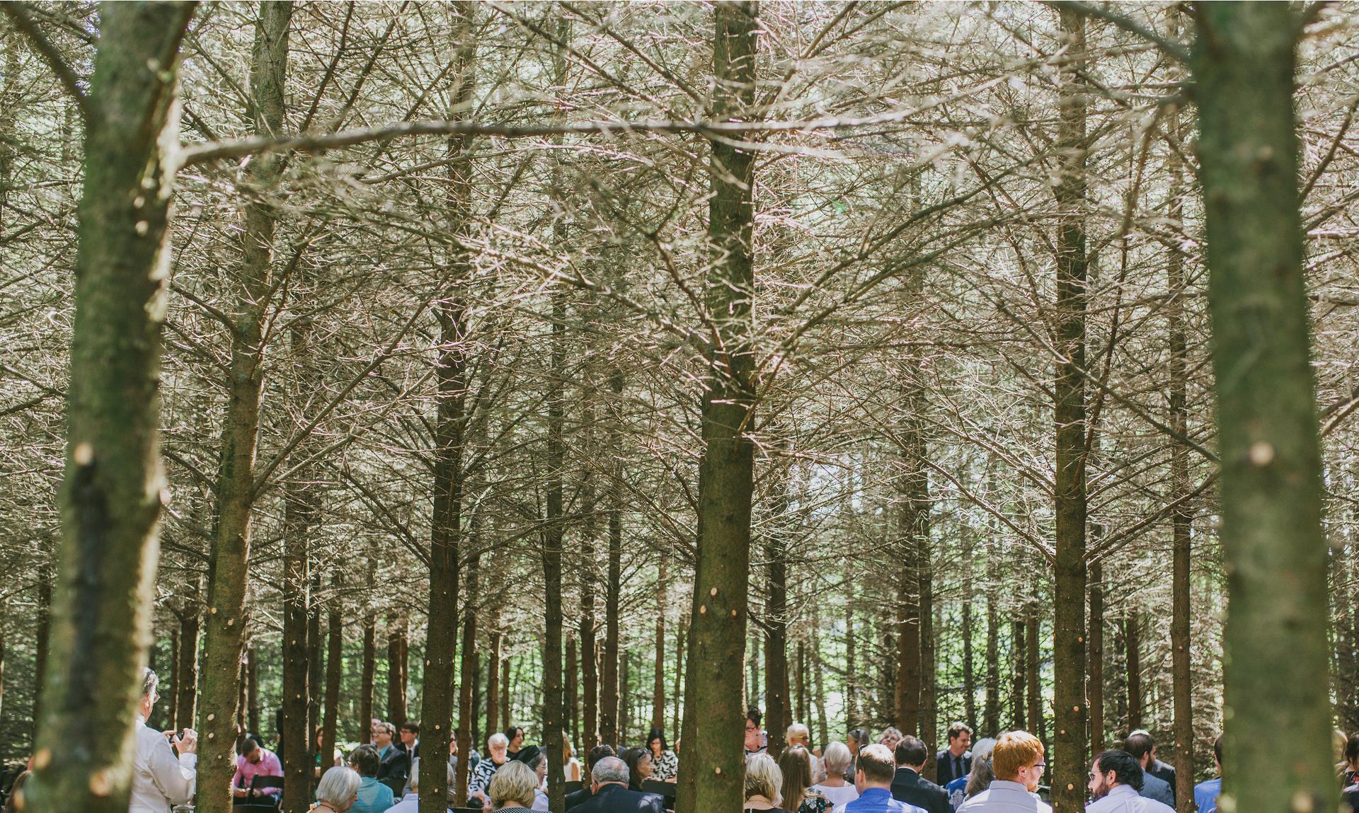 Tree Knots - image 7