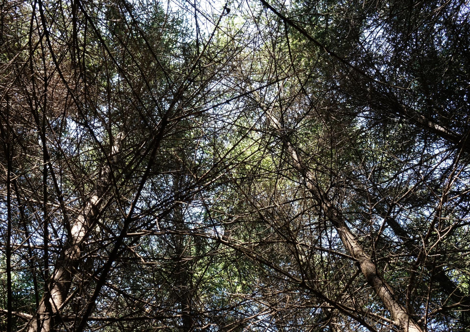 Tree Knots - image 5