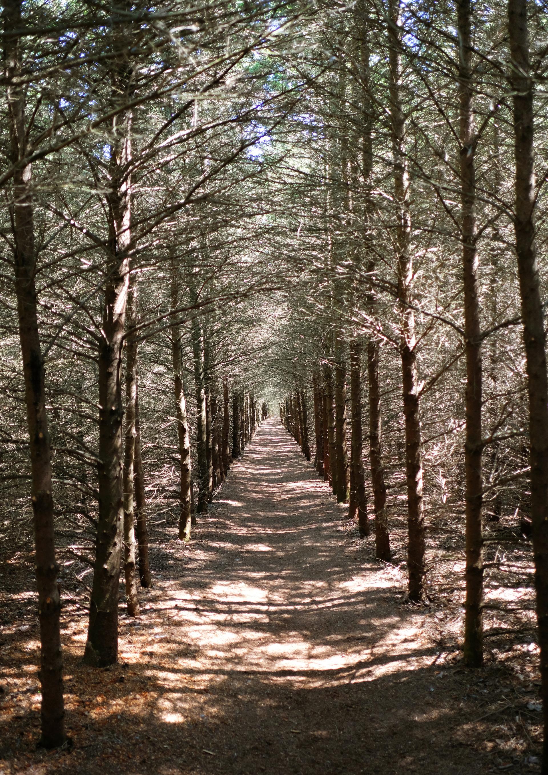 Tree Knots - image 6