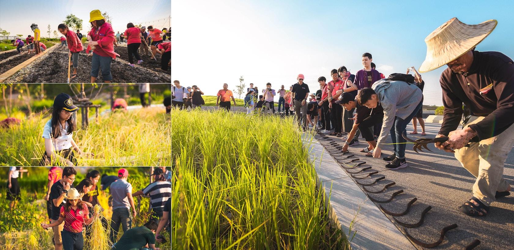 Thammasat University Urban Rooftop Farm - image 12