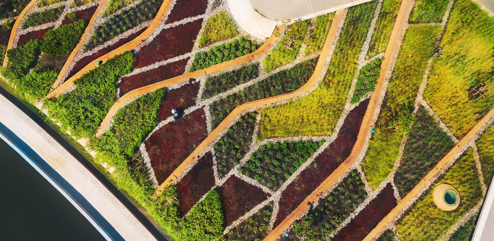 Thammasat University Urban Rooftop Farm - image 14