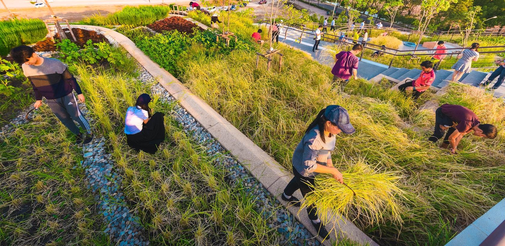 Thammasat University Urban Rooftop Farm - image 15