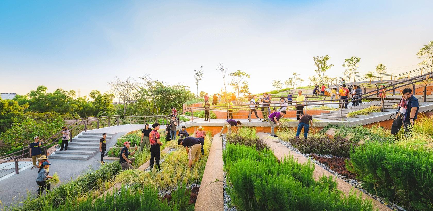 Thammasat University Urban Rooftop Farm - image 16