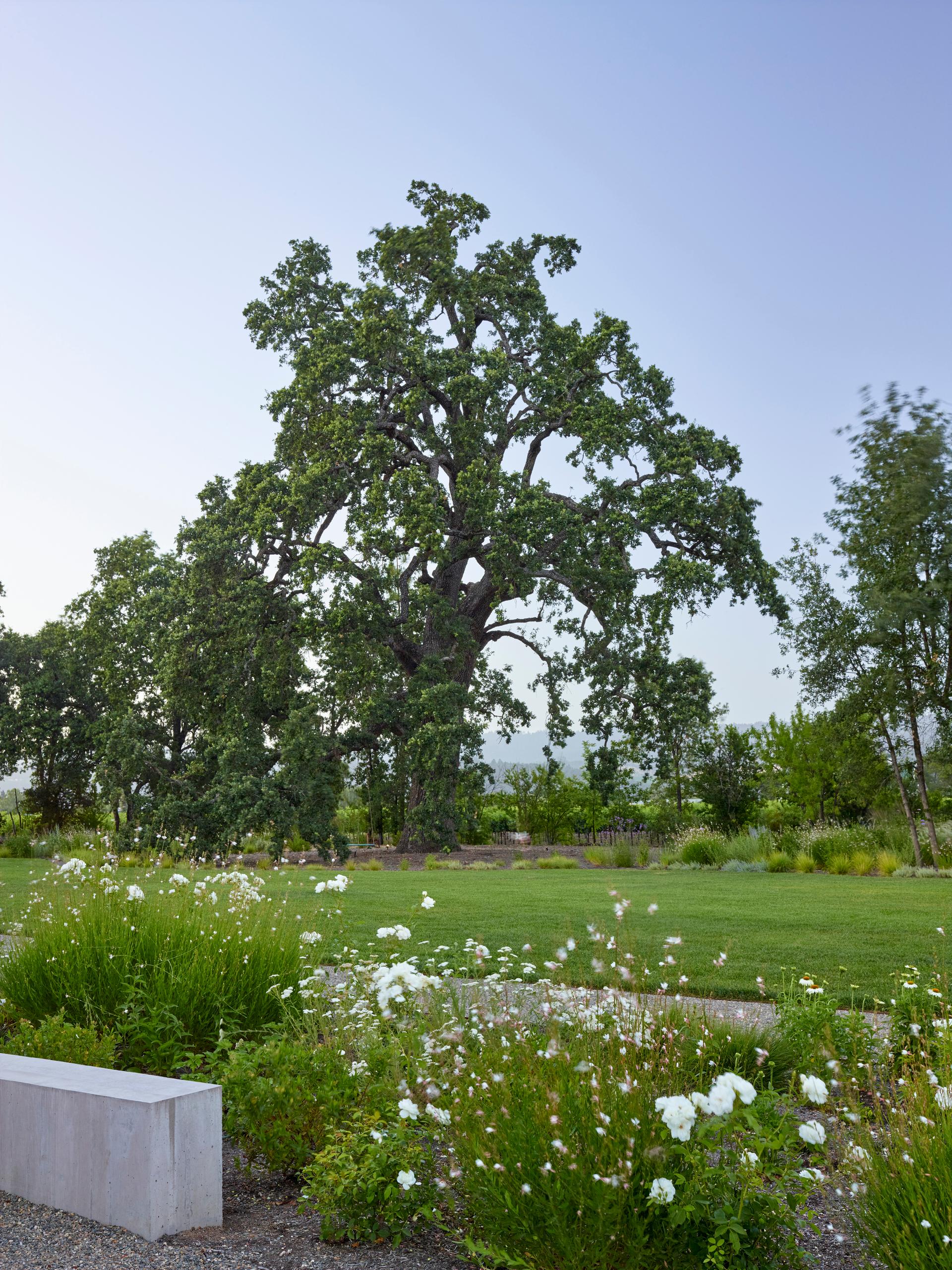 Zinfandel Lane - image 8