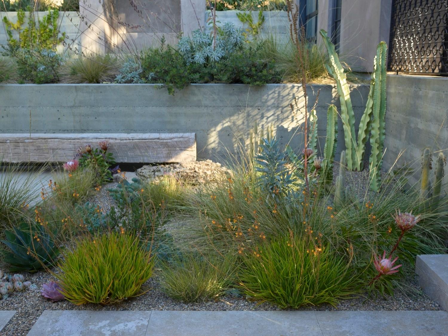 Dry Garden Poetry - image 11