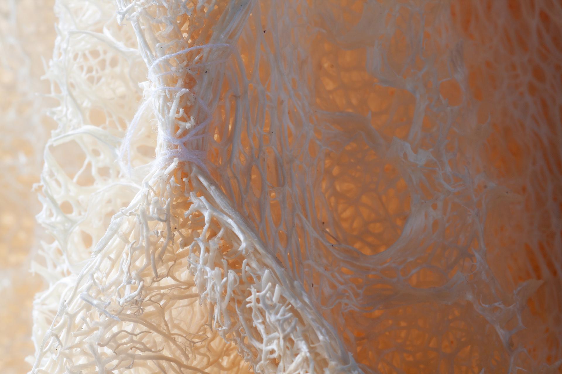 Alive: A New Spatial Contract for Multi-Species Architecture - image 7