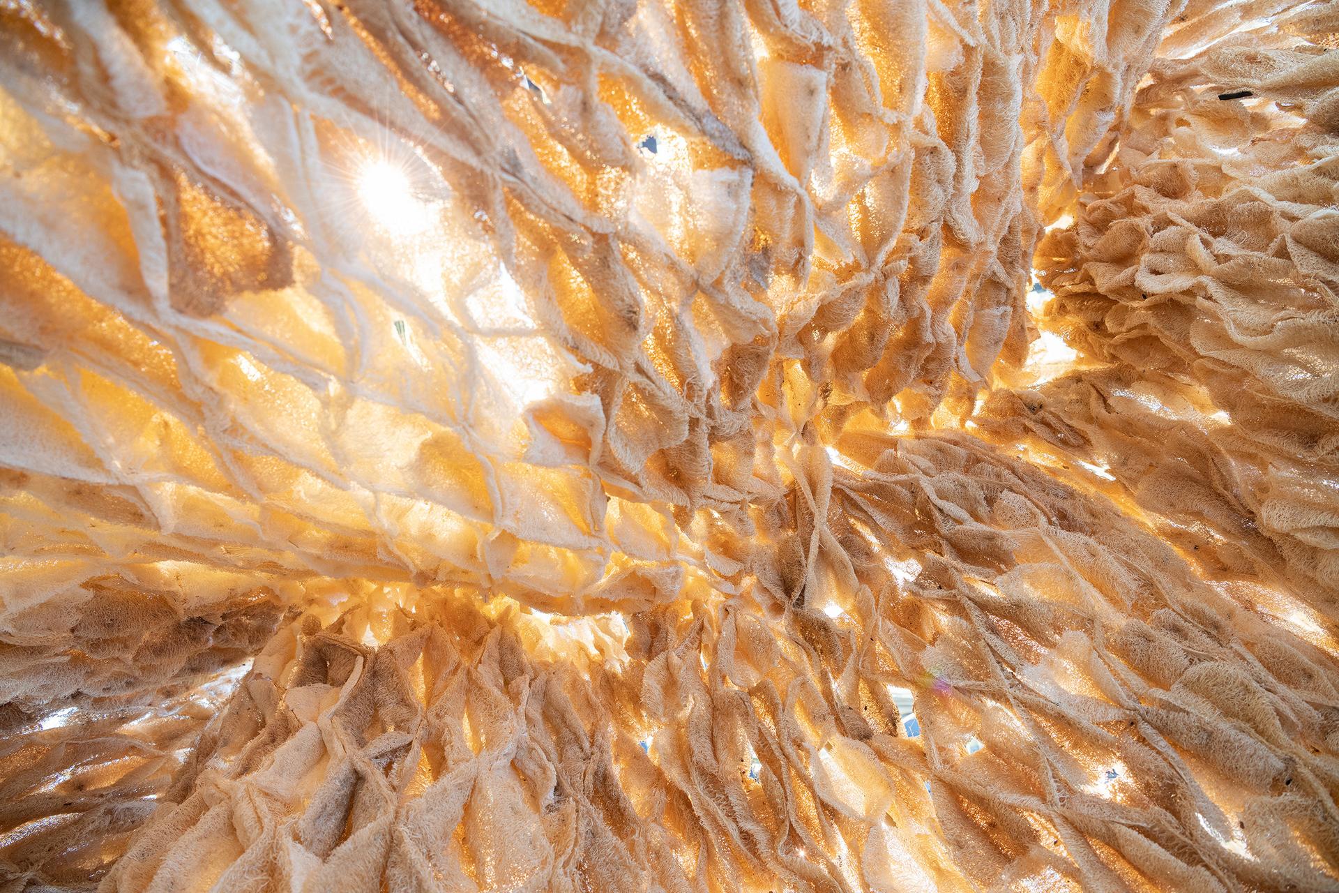 Alive: A New Spatial Contract for Multi-Species Architecture - image 8