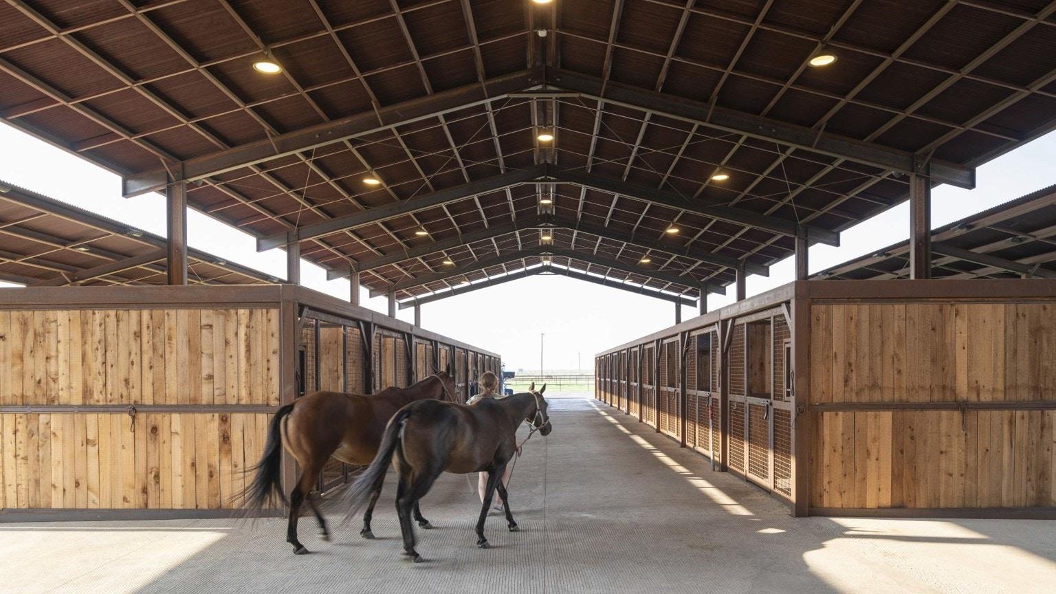 A Home for Horses - image 6