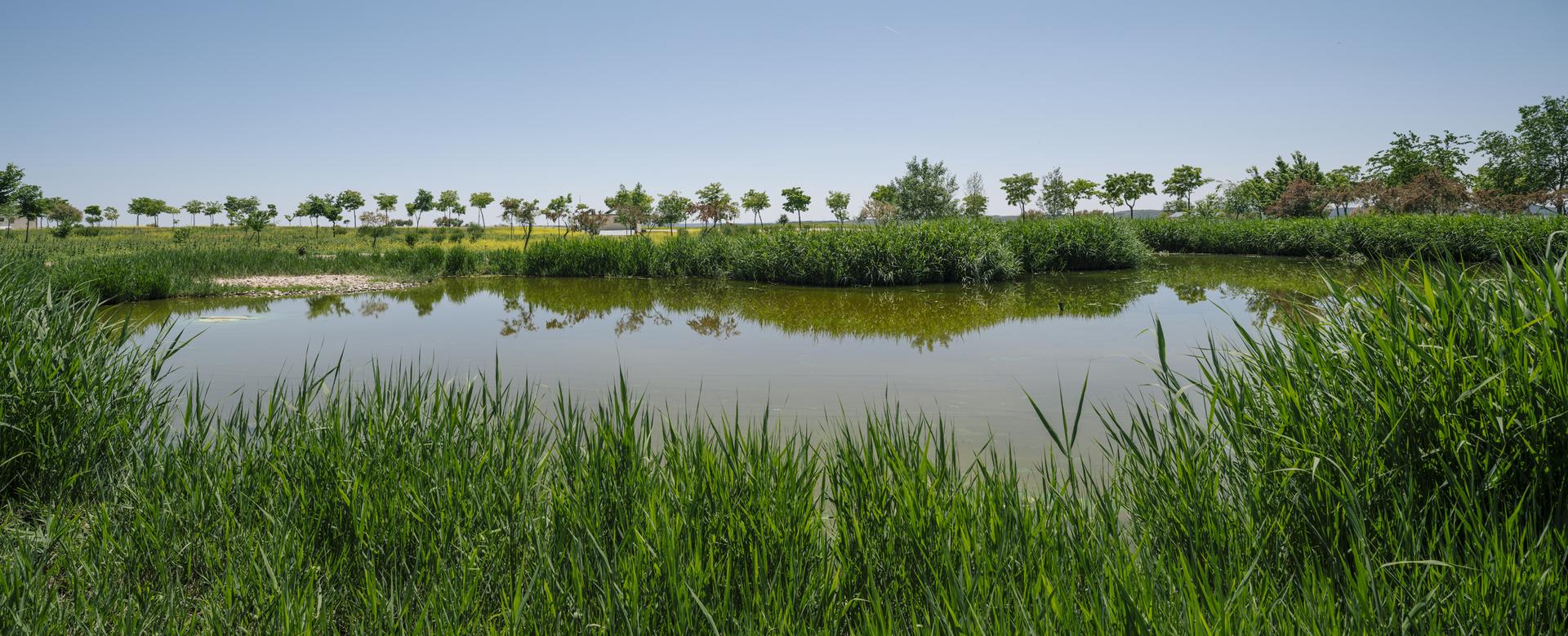 Valdemingomez Forest Park. Landscape Restoration of Valdemingomez Waste Landfill - image 10