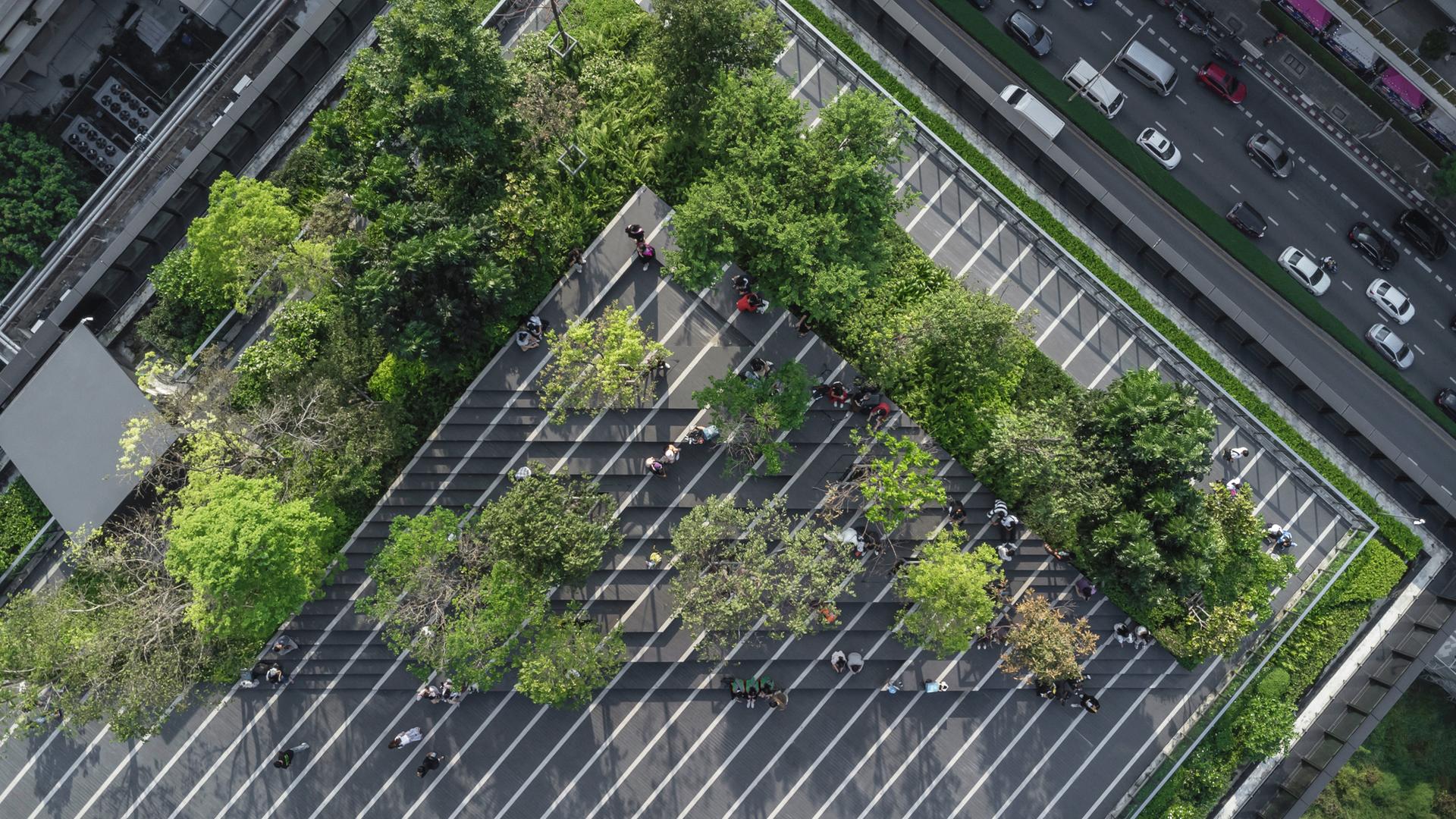 Sky Forest Scape - image 2