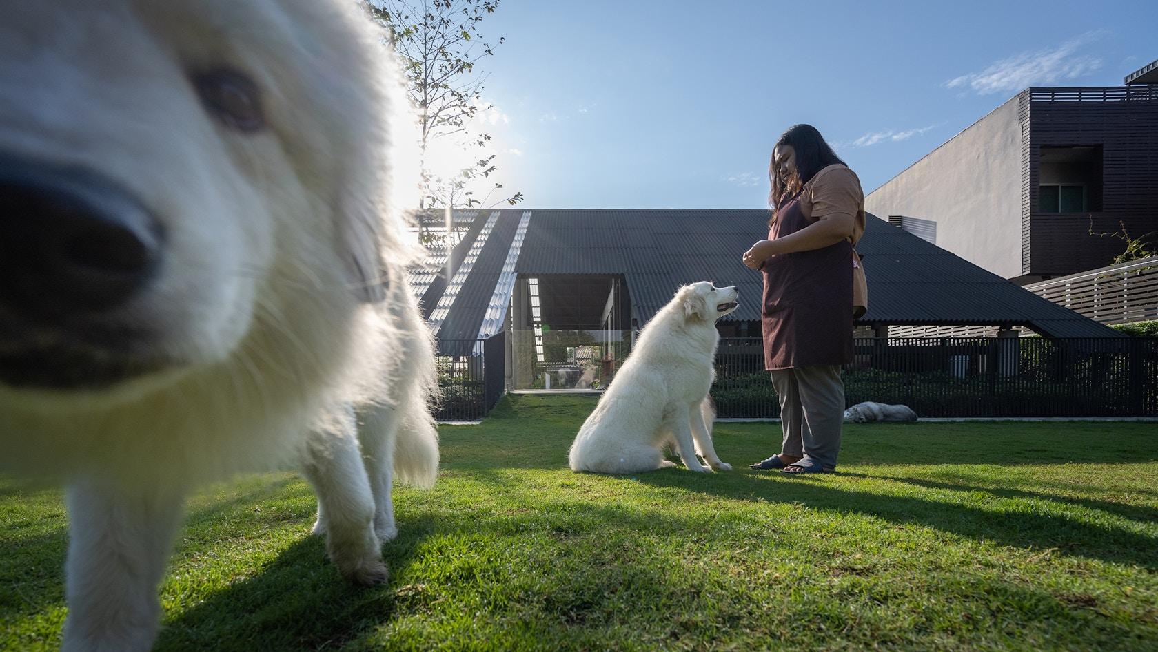 Dog / Human - image 16