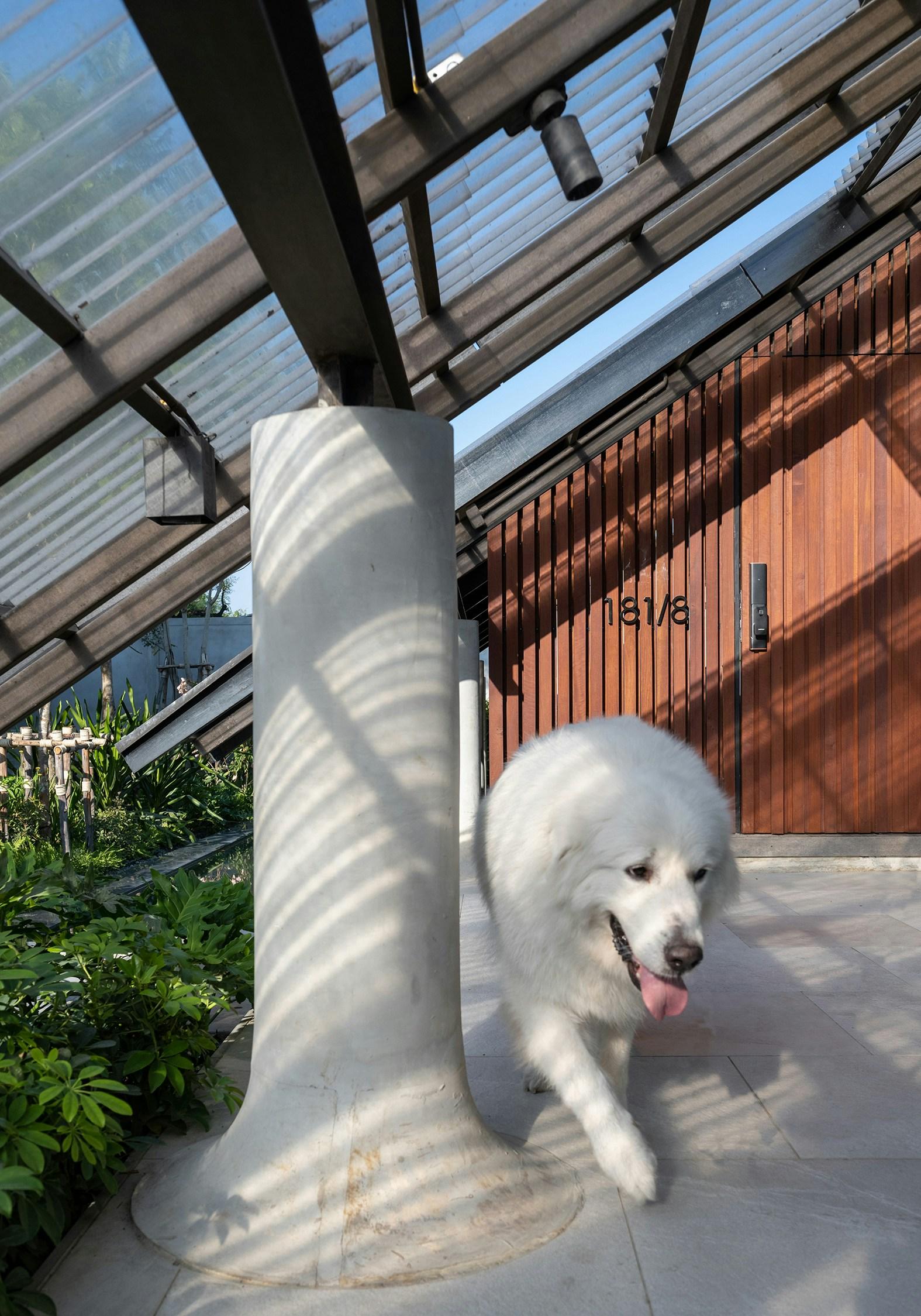 Dog / Human - image 31