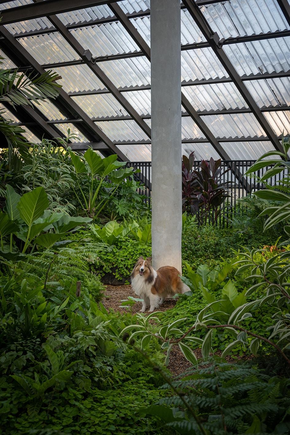Dog / Human - image 34