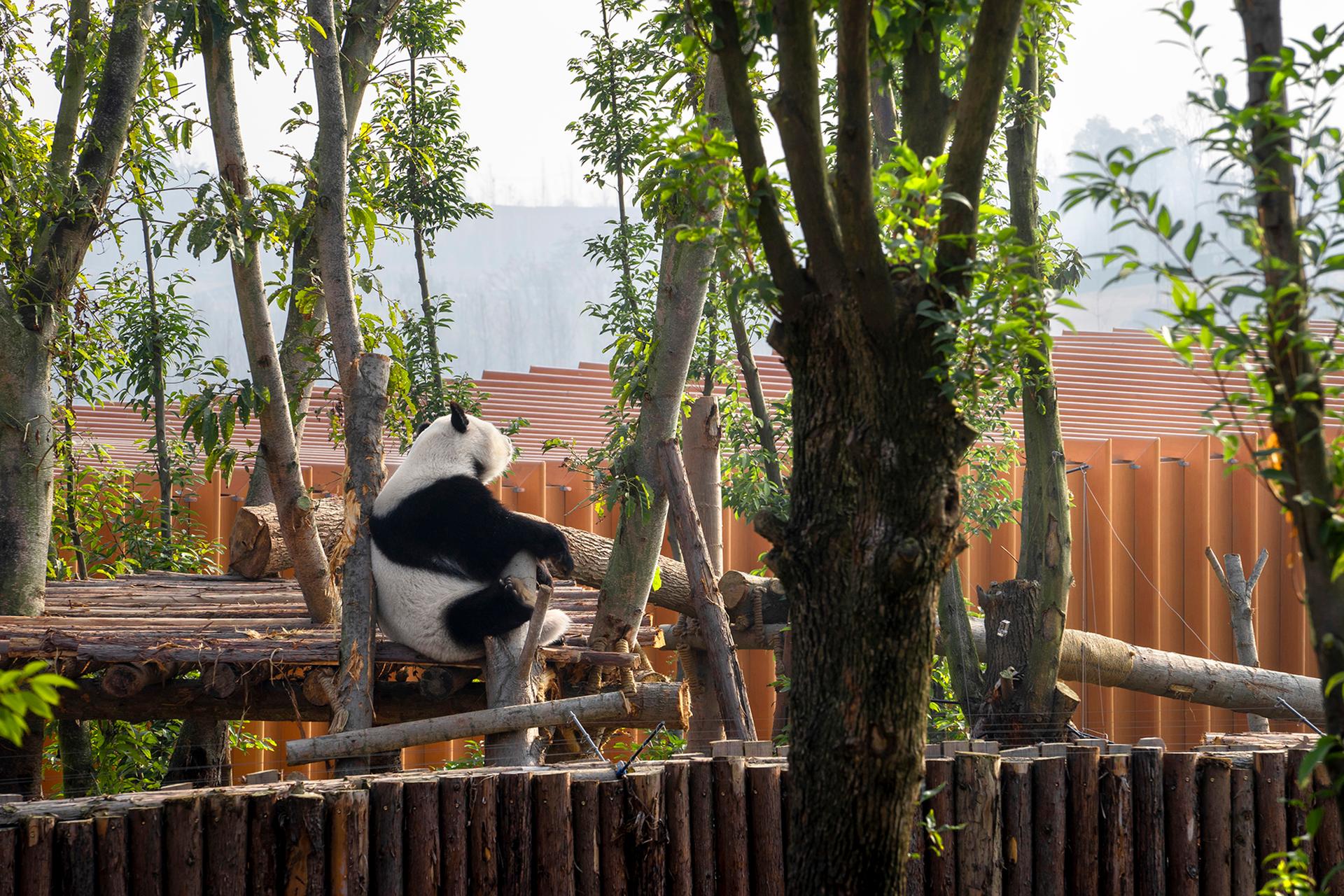 The Panda Pavilions - image 4
