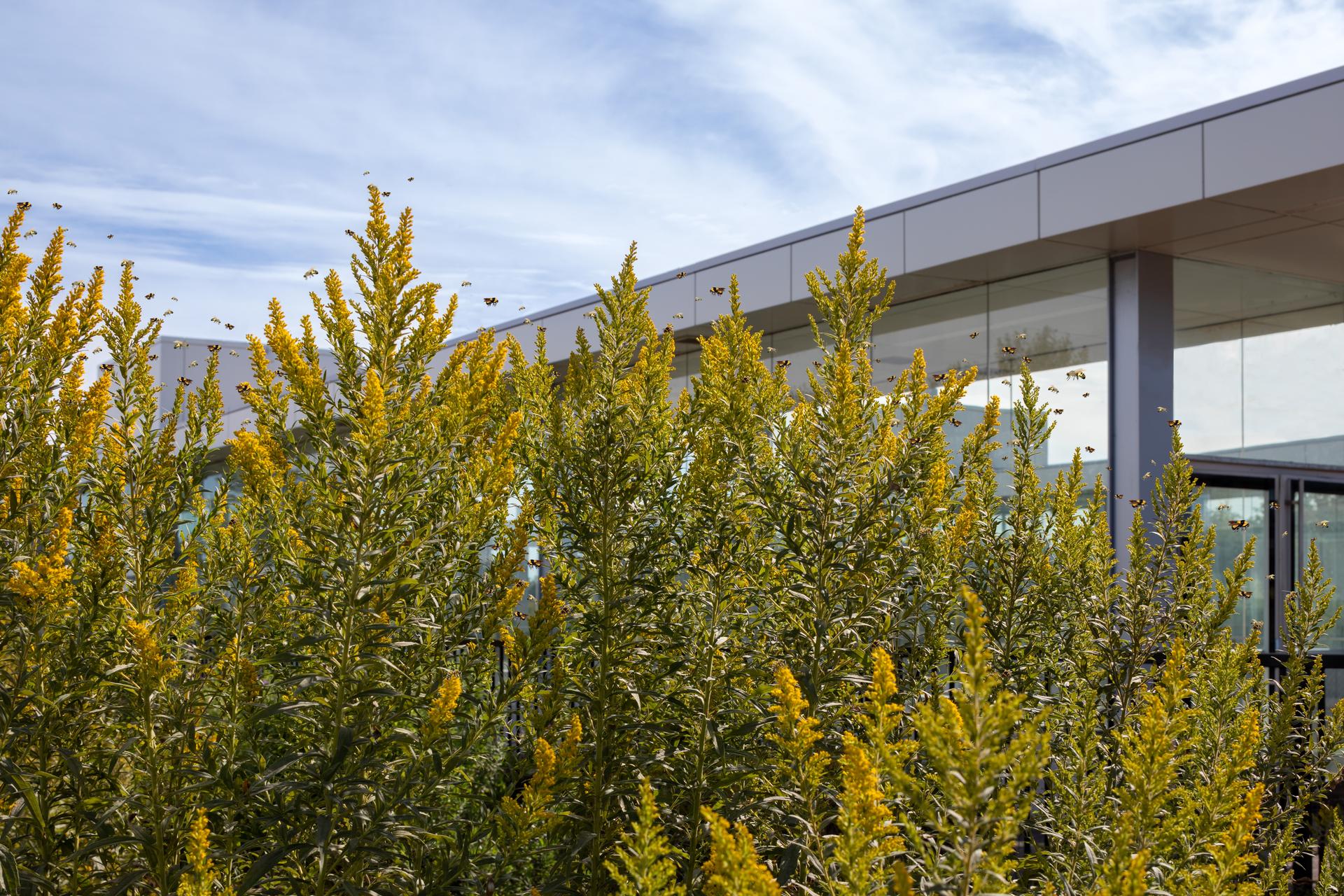 Guildwood GO Station - image 14