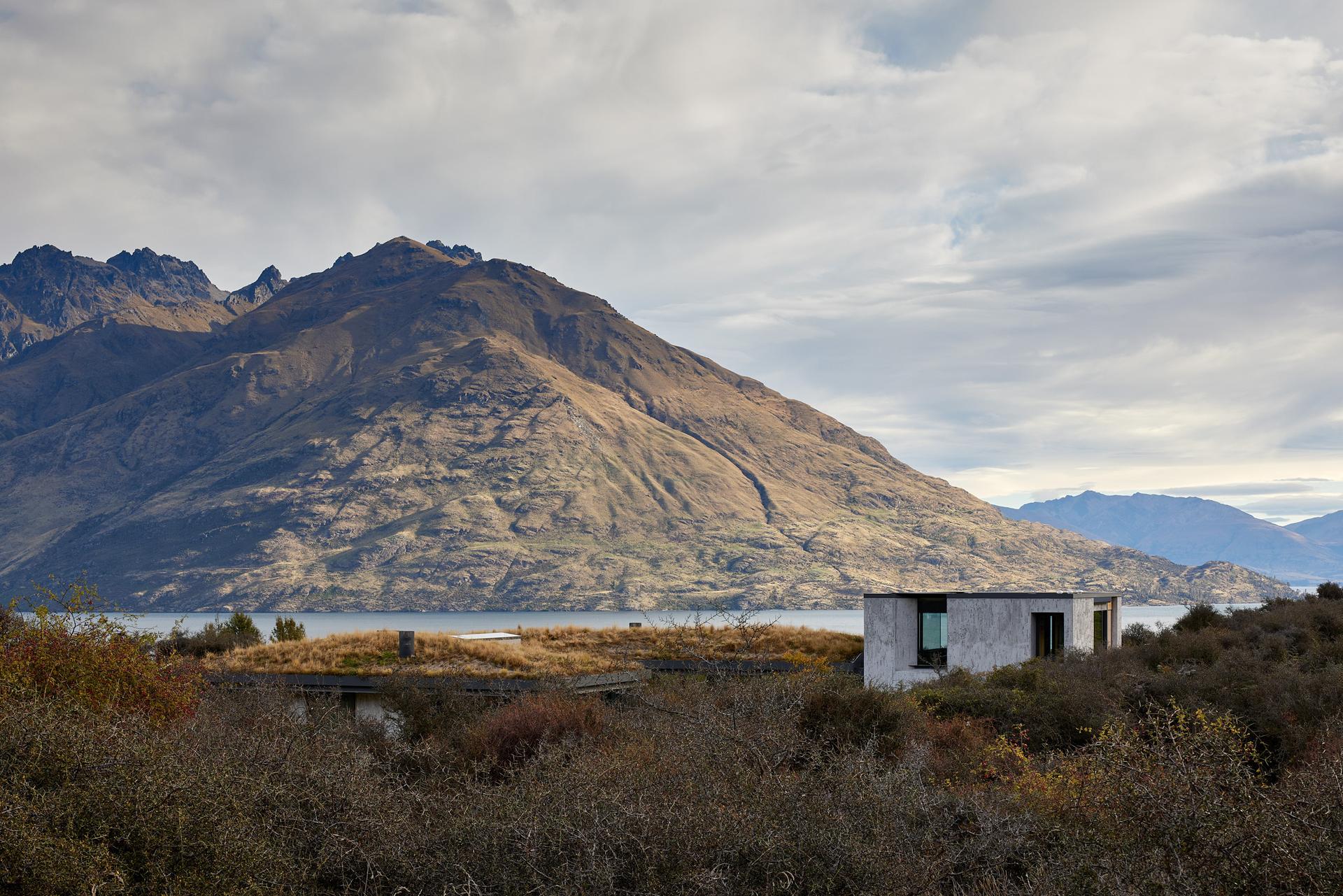 Matagouri - image 8