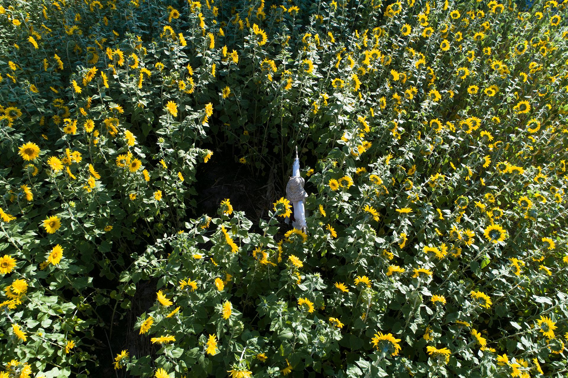 Poonehzar-Farm - image 13