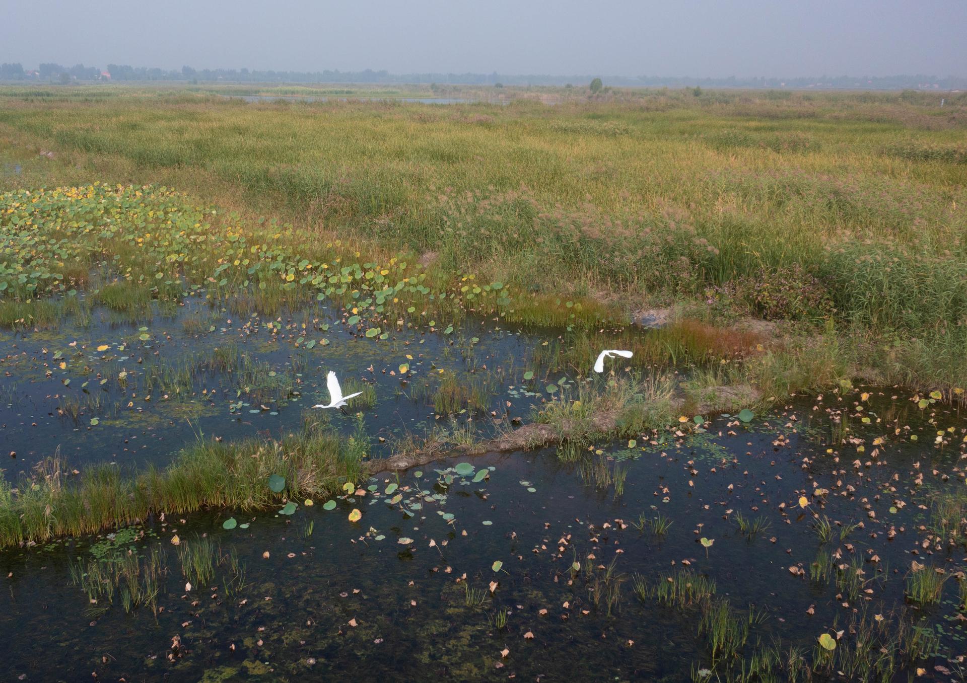 A Waterfront Homestead Reborn: Restorative Design in the Yangtze Delta Polders - image 5