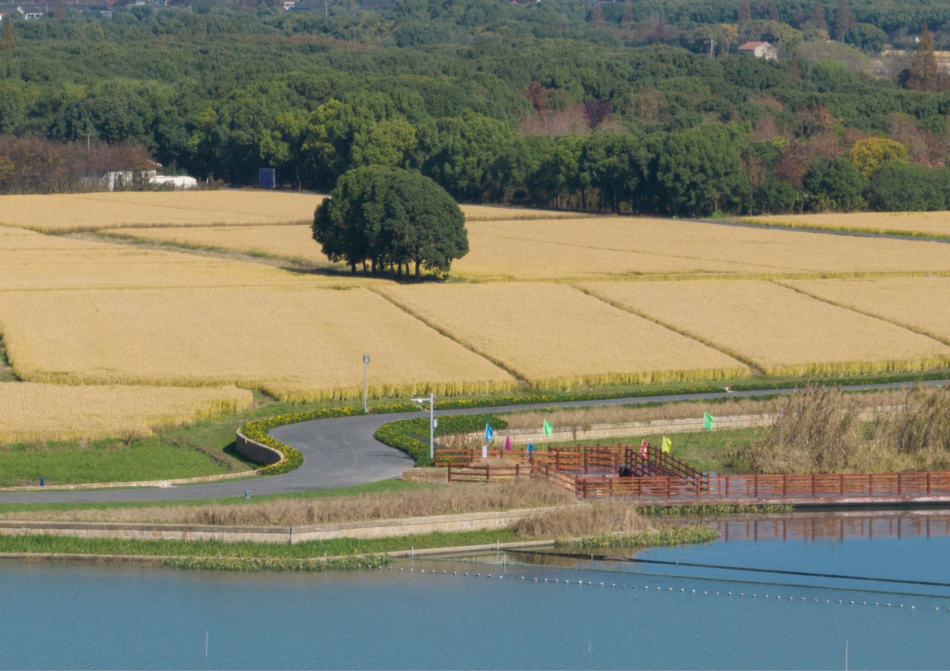 A Waterfront Homestead Reborn: Restorative Design in the Yangtze Delta Polders - image 8