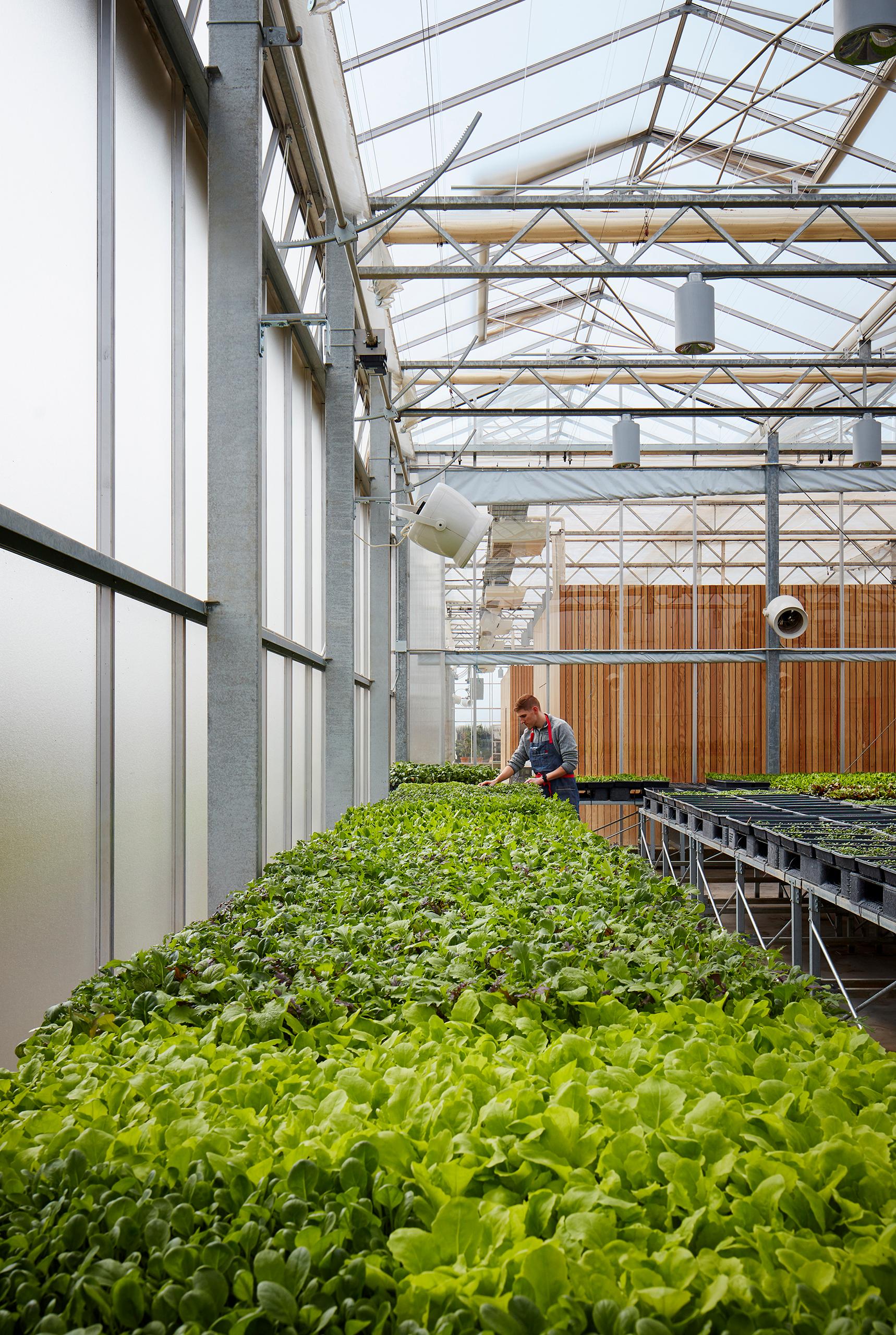 Granor Greenhouse - image 14
