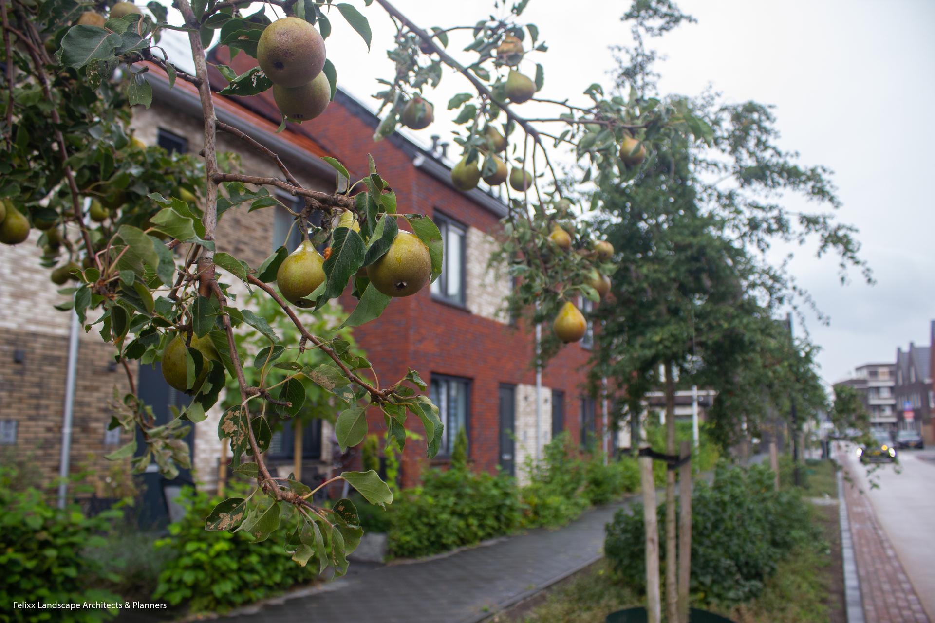 Rijnvliet Edible Neighborhood - image 3