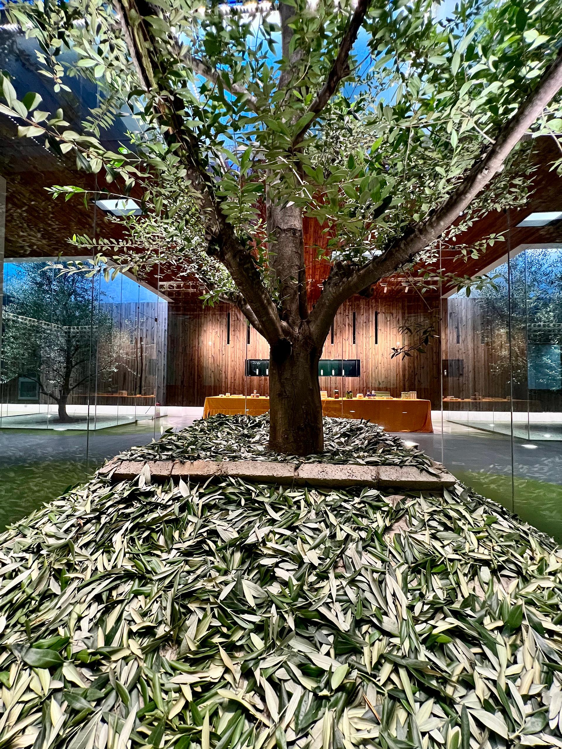 Lijiang olive oil factory - a journey between the form and formless - image 8