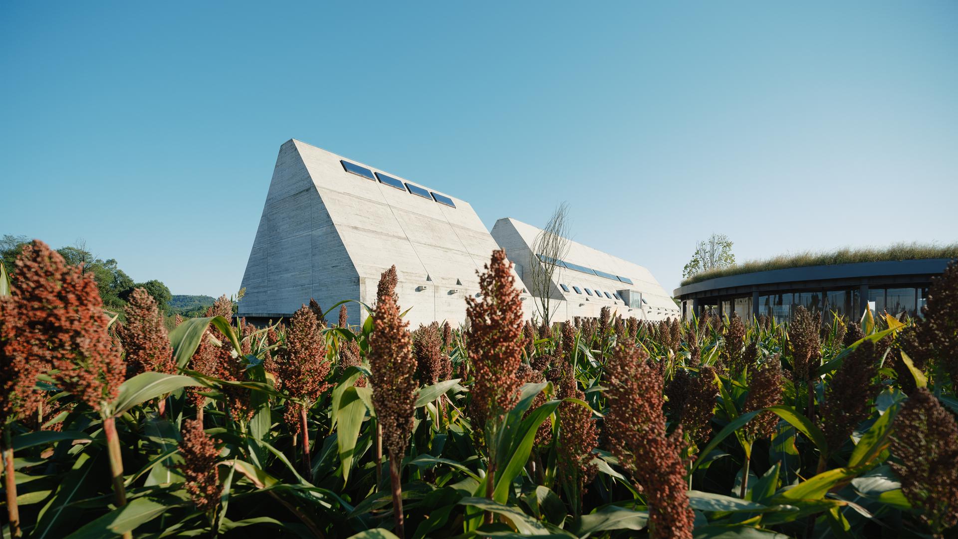 Joybo Farm - image 5