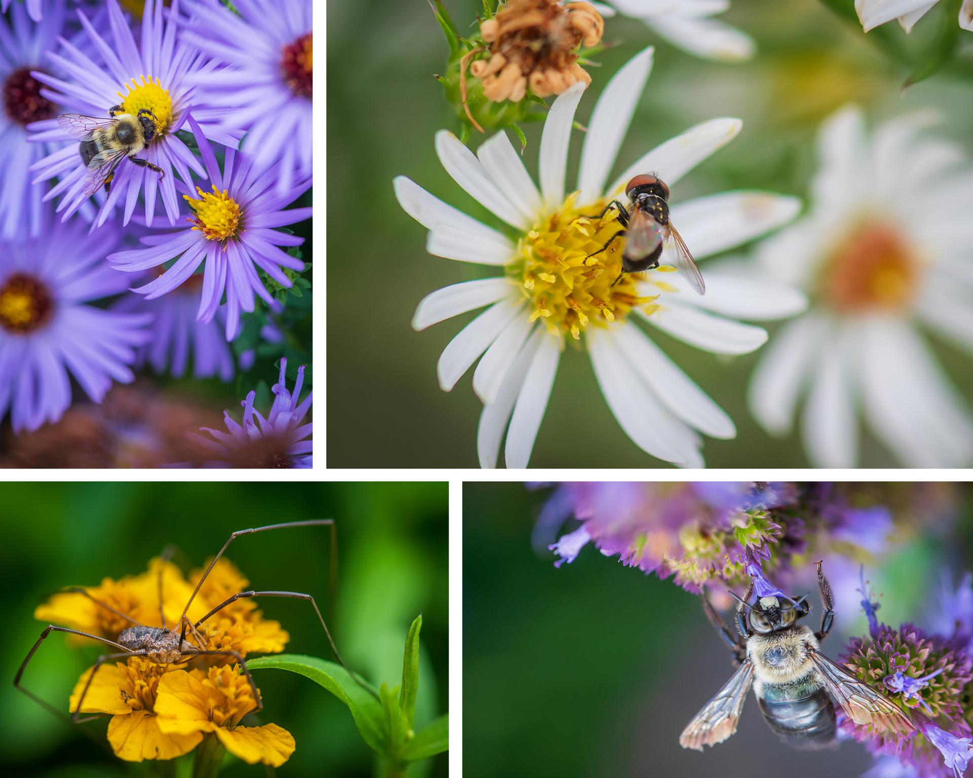 Where the Pollinators Are - image 9