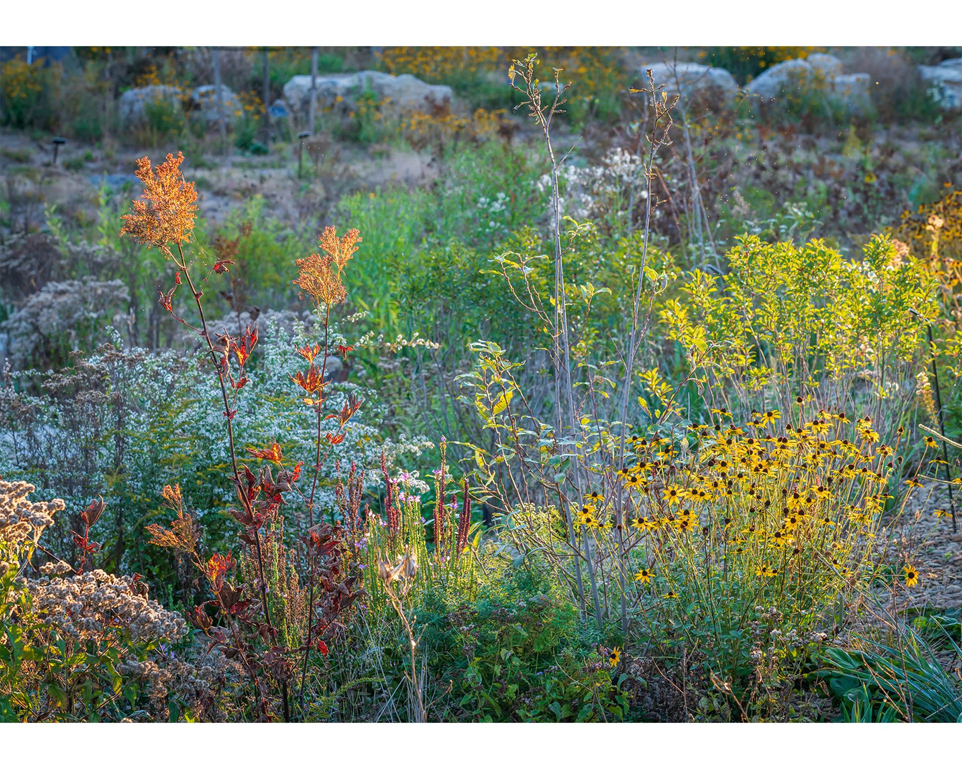 Where the Pollinators Are - image 8