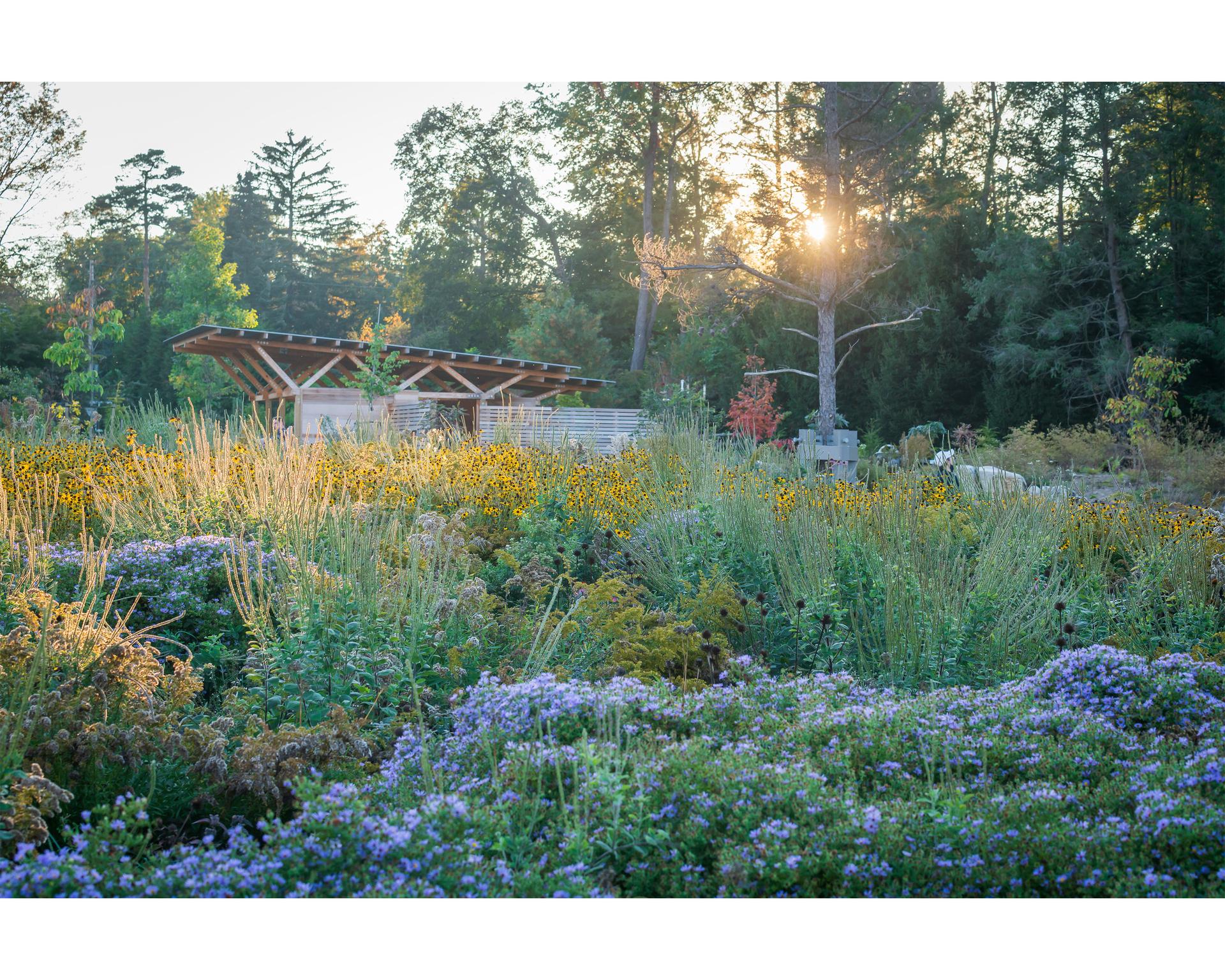 Where the Pollinators Are - image 6