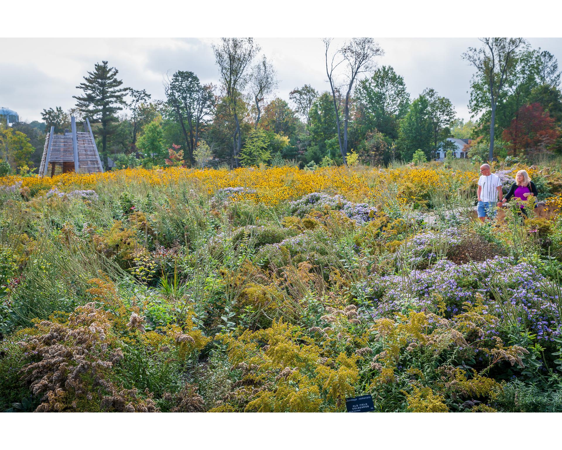 Where the Pollinators Are - image 5