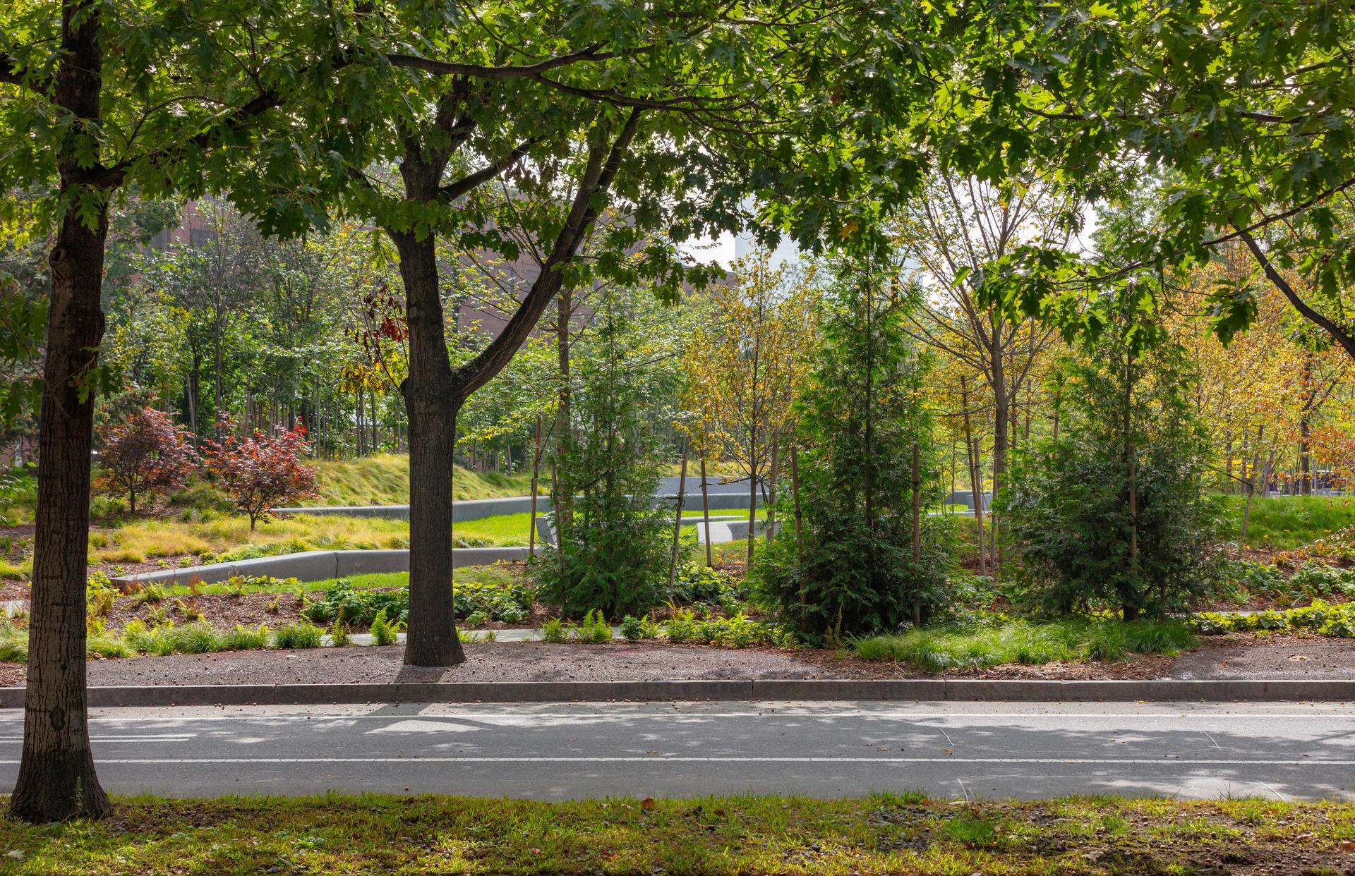 Triangle Park Urban Forest - image 7