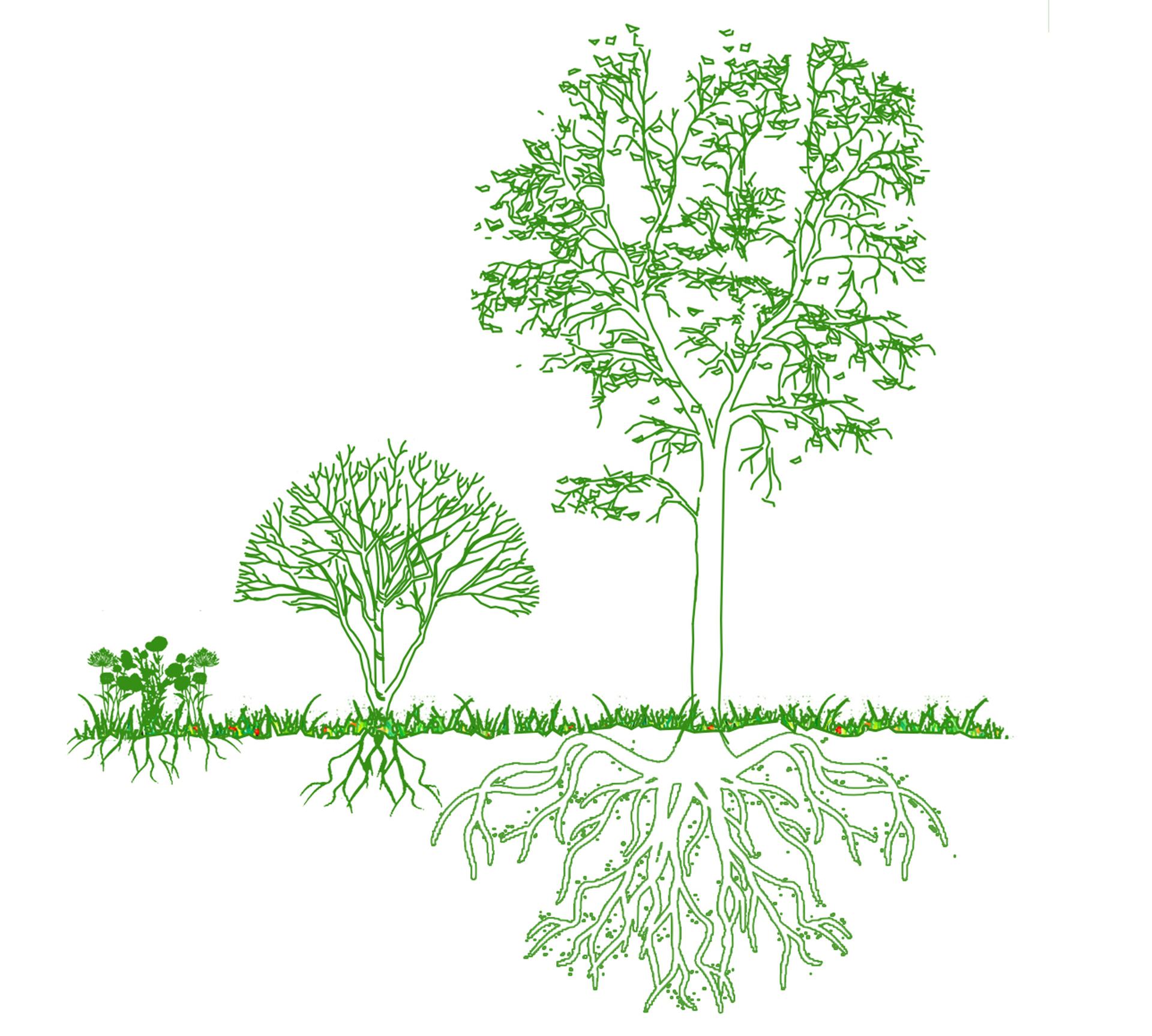 ARBORESCENCE - image 34