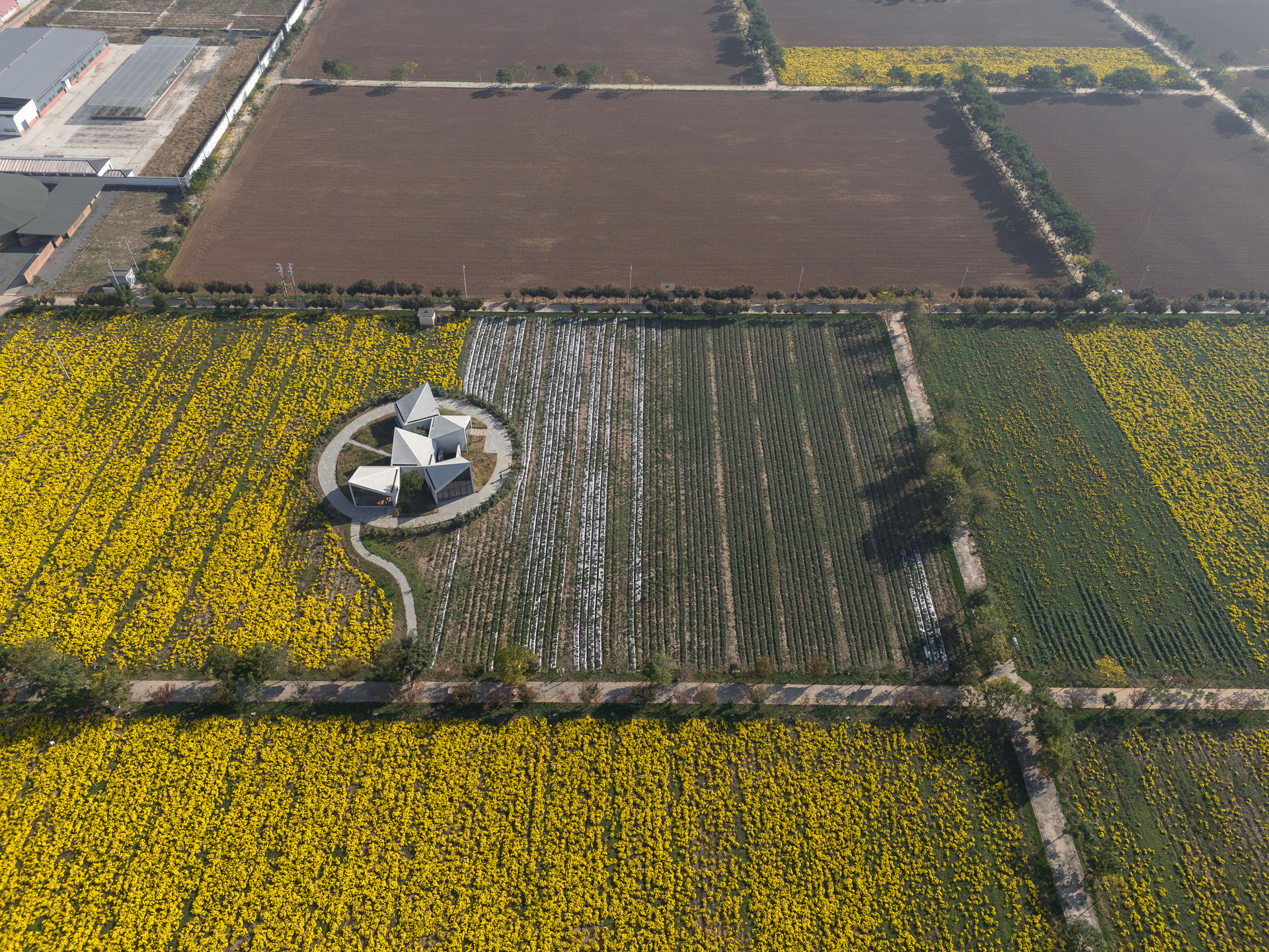 Library in Ice-Chrysanthemum Field - image 4