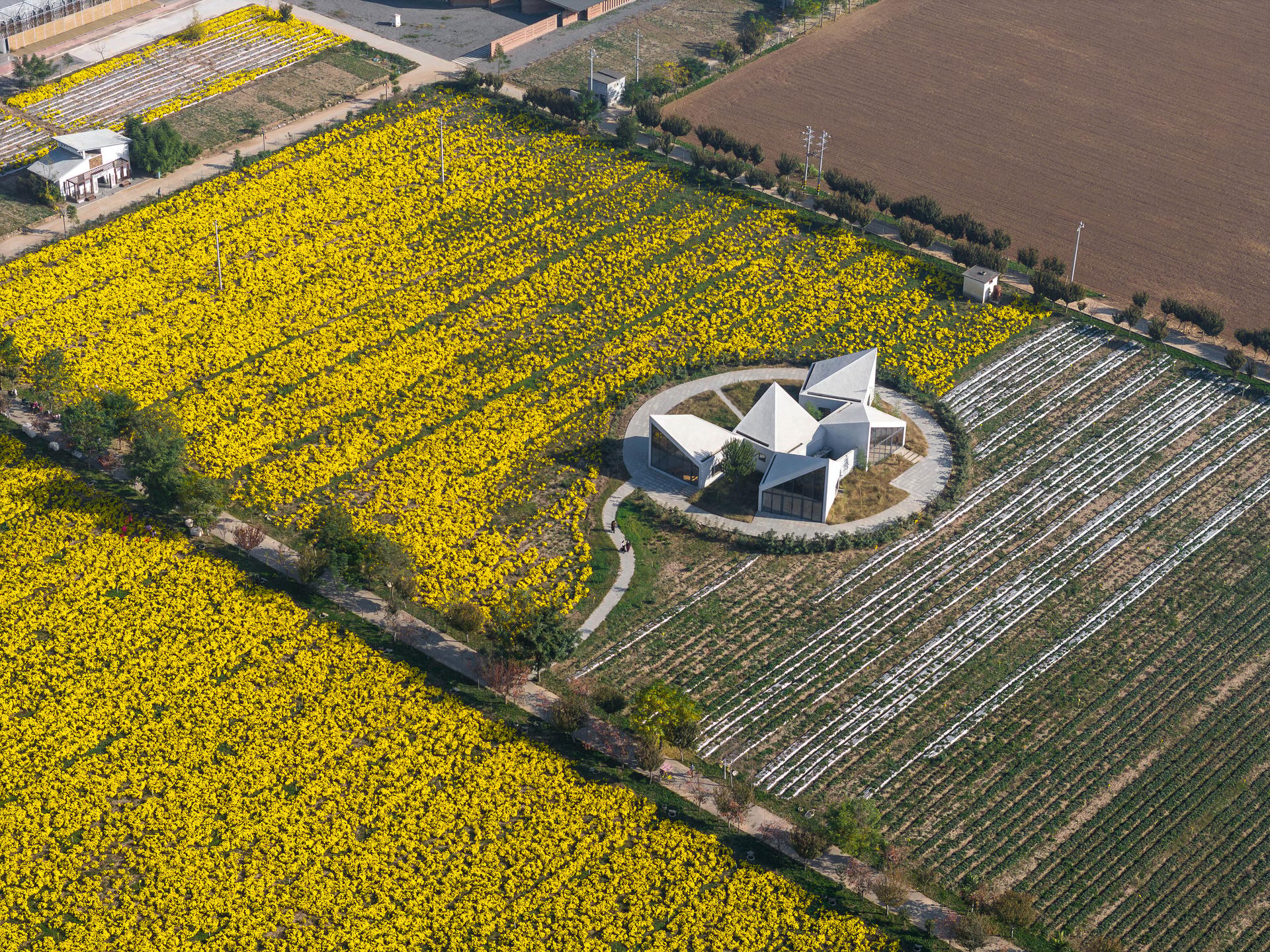 Library in Ice-Chrysanthemum Field - image 5