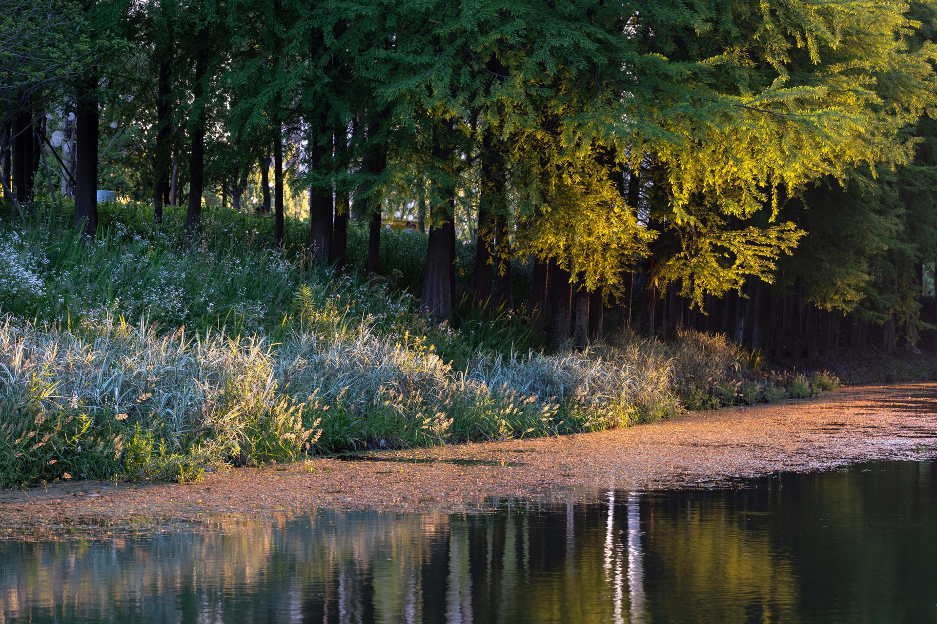 The Orchestra Park - image 8