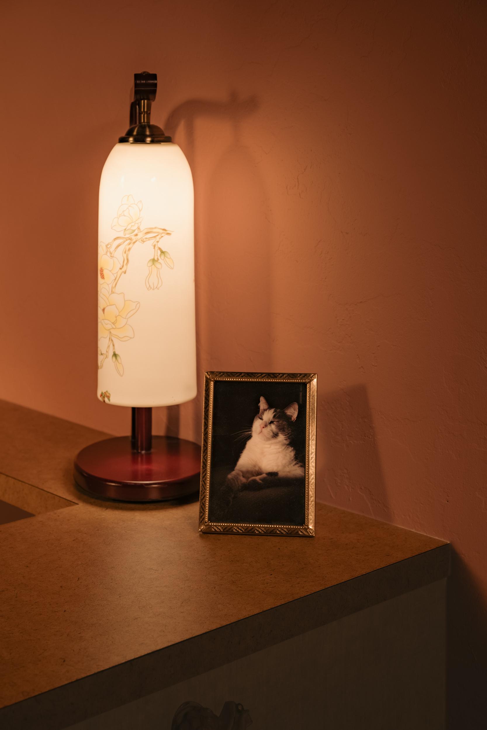 Meo - image 15